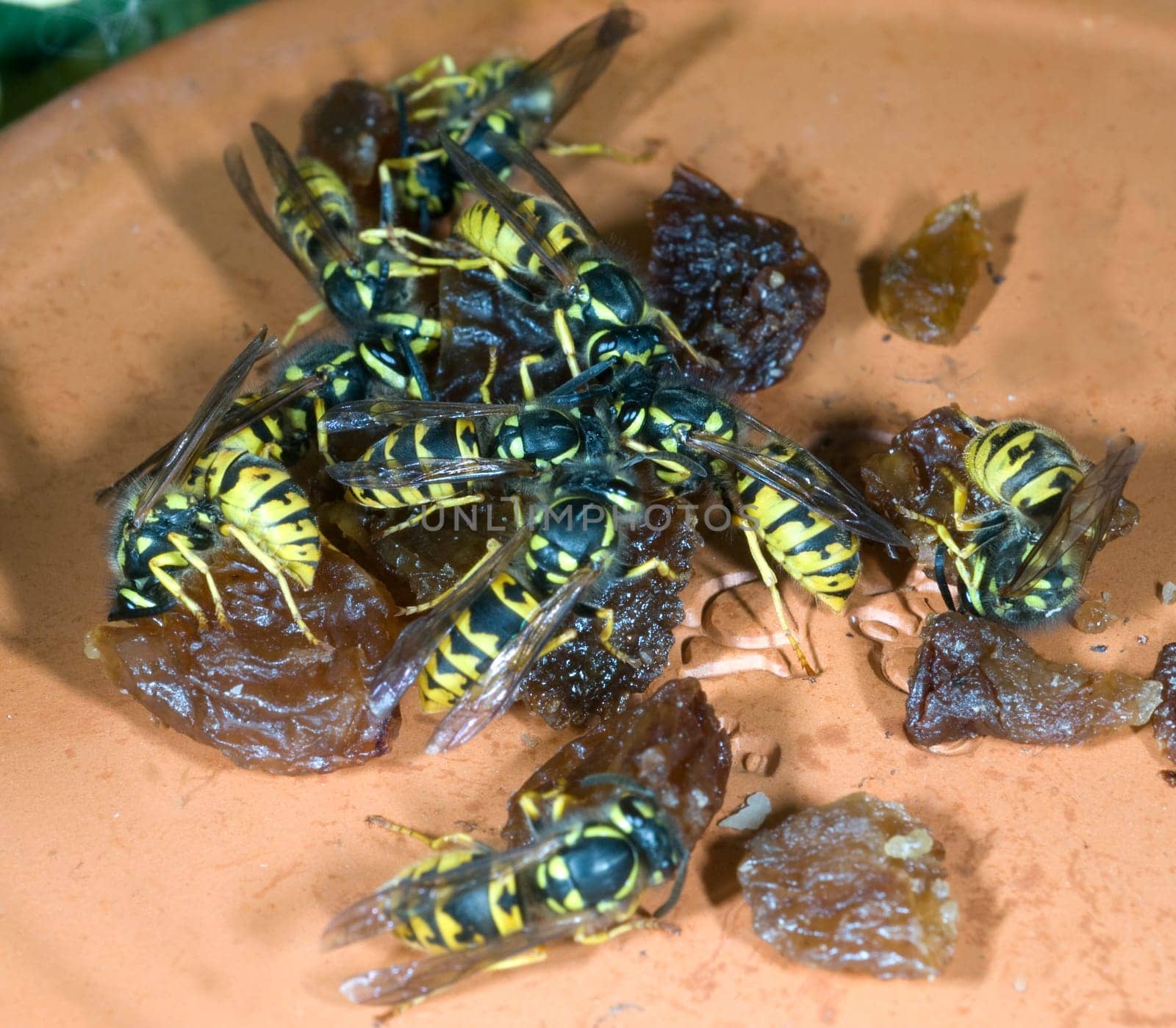 Wespe  Vespula  germanica  Wespen