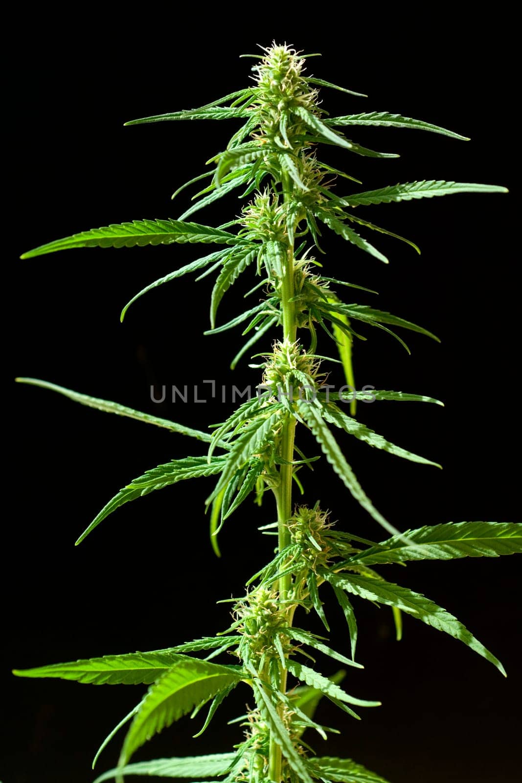 Hanfbluete, weiblich, hanf, cannabis, indica