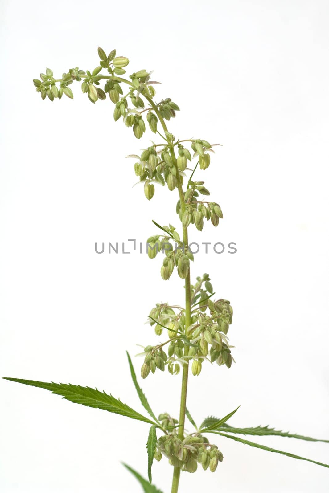 Hanfbluete, maennlich, hanf, cannabis, indica, sativa