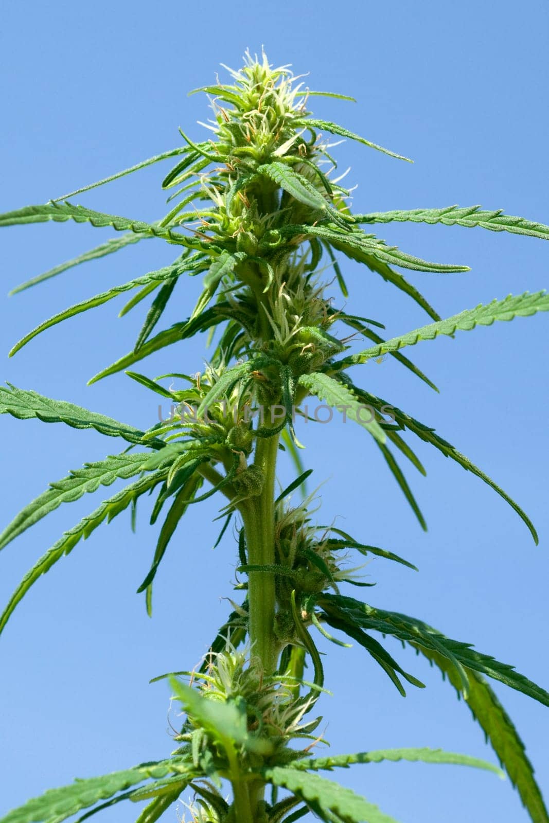 Hanfbluete, weiblich, hanf, cannabis, indica