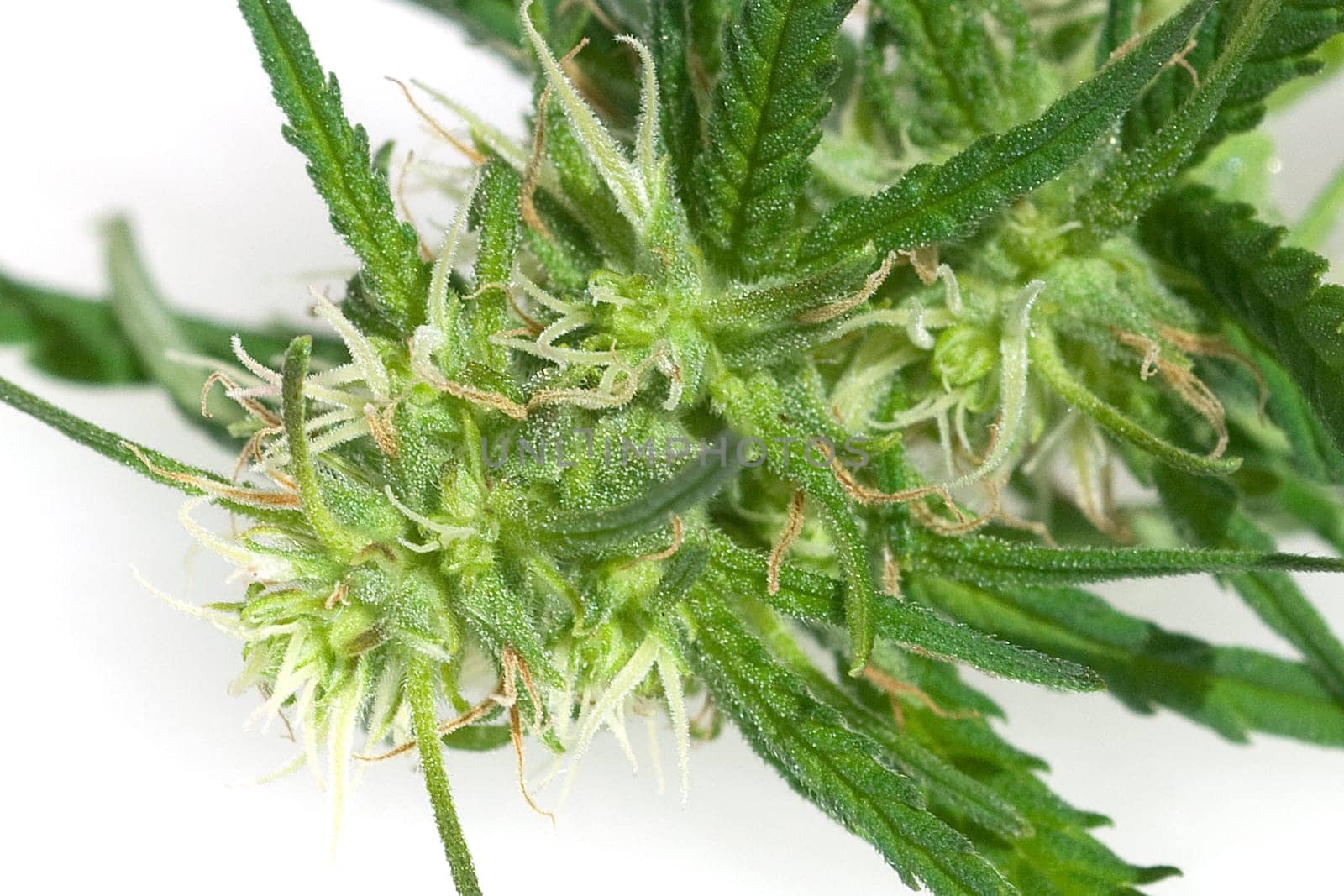 Hanfbluete, weiblich, hanf, cannabis, indica