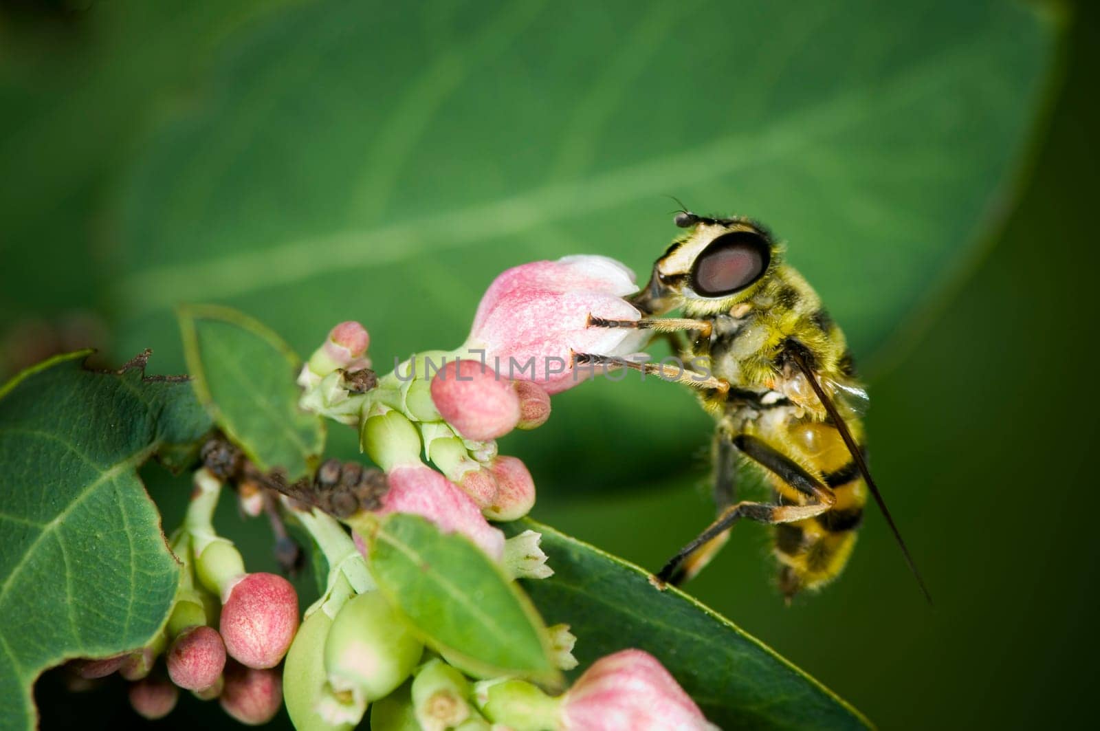 side full-body close-up of a single bee on the flower of an ordinary snowberry