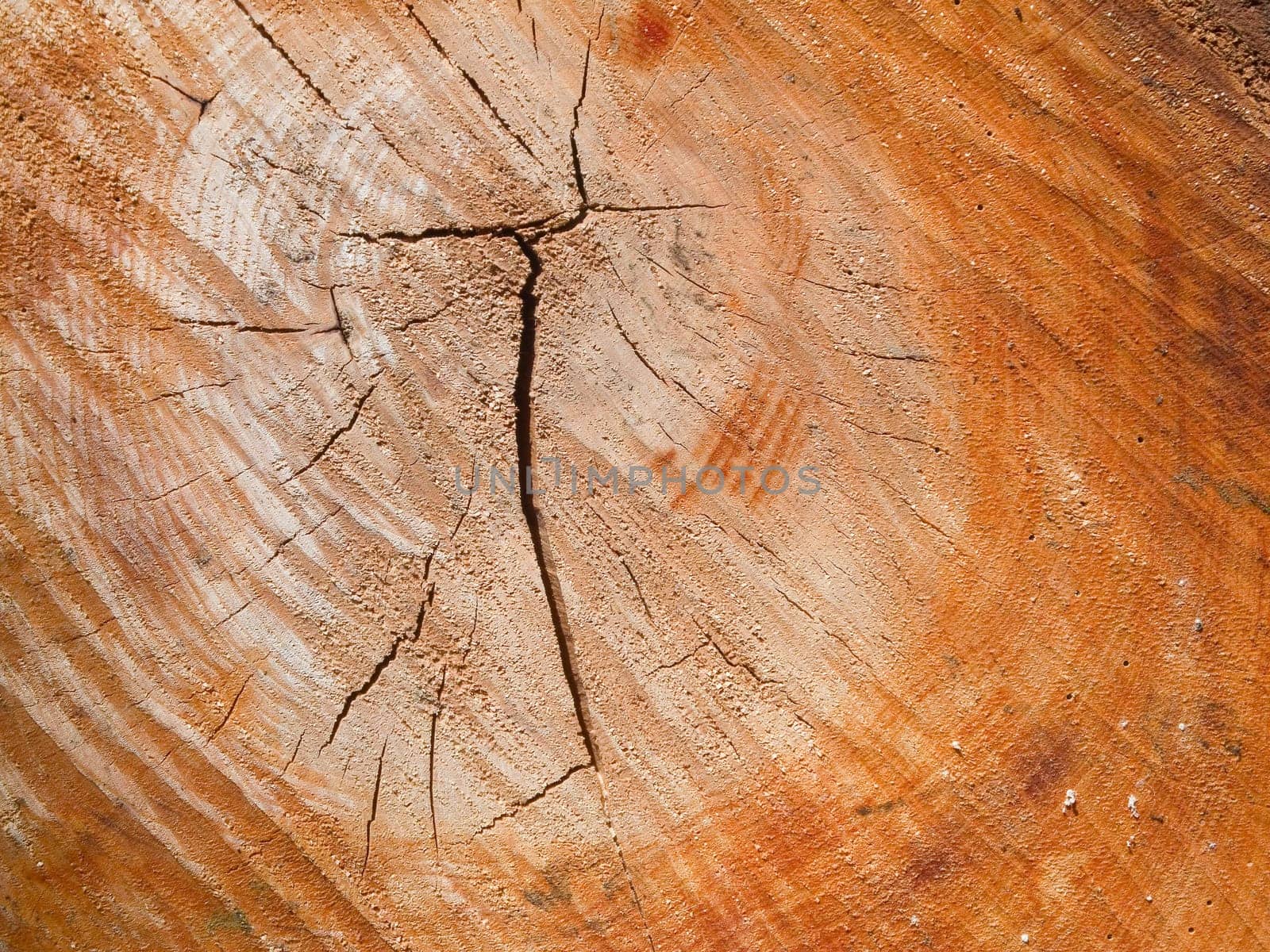 format-filling view of the annual rings with cracks of a freshly felled tree