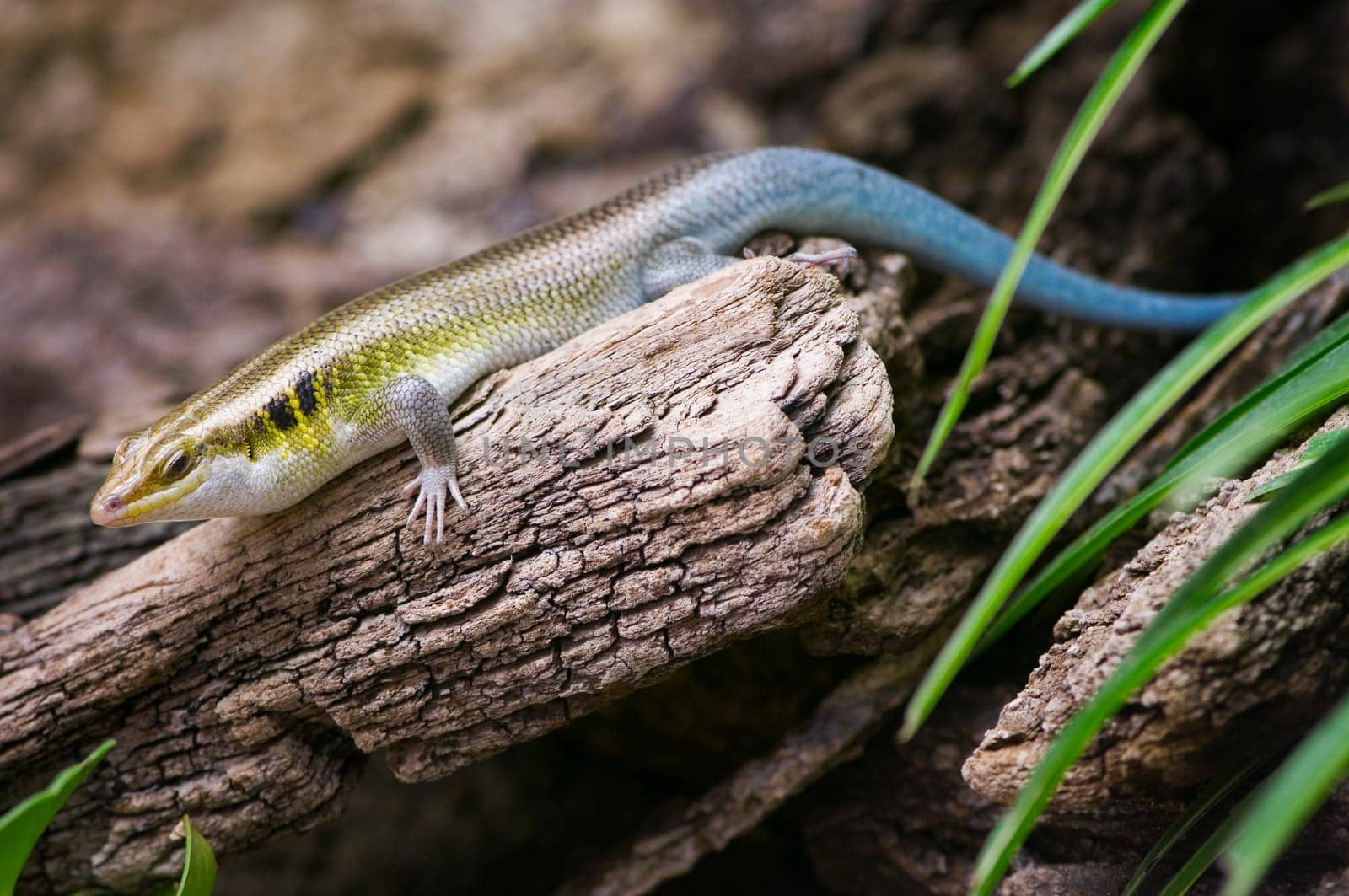side full-body view of a blue-tailed skink sitting on a dry branch against a fuzzy natural background