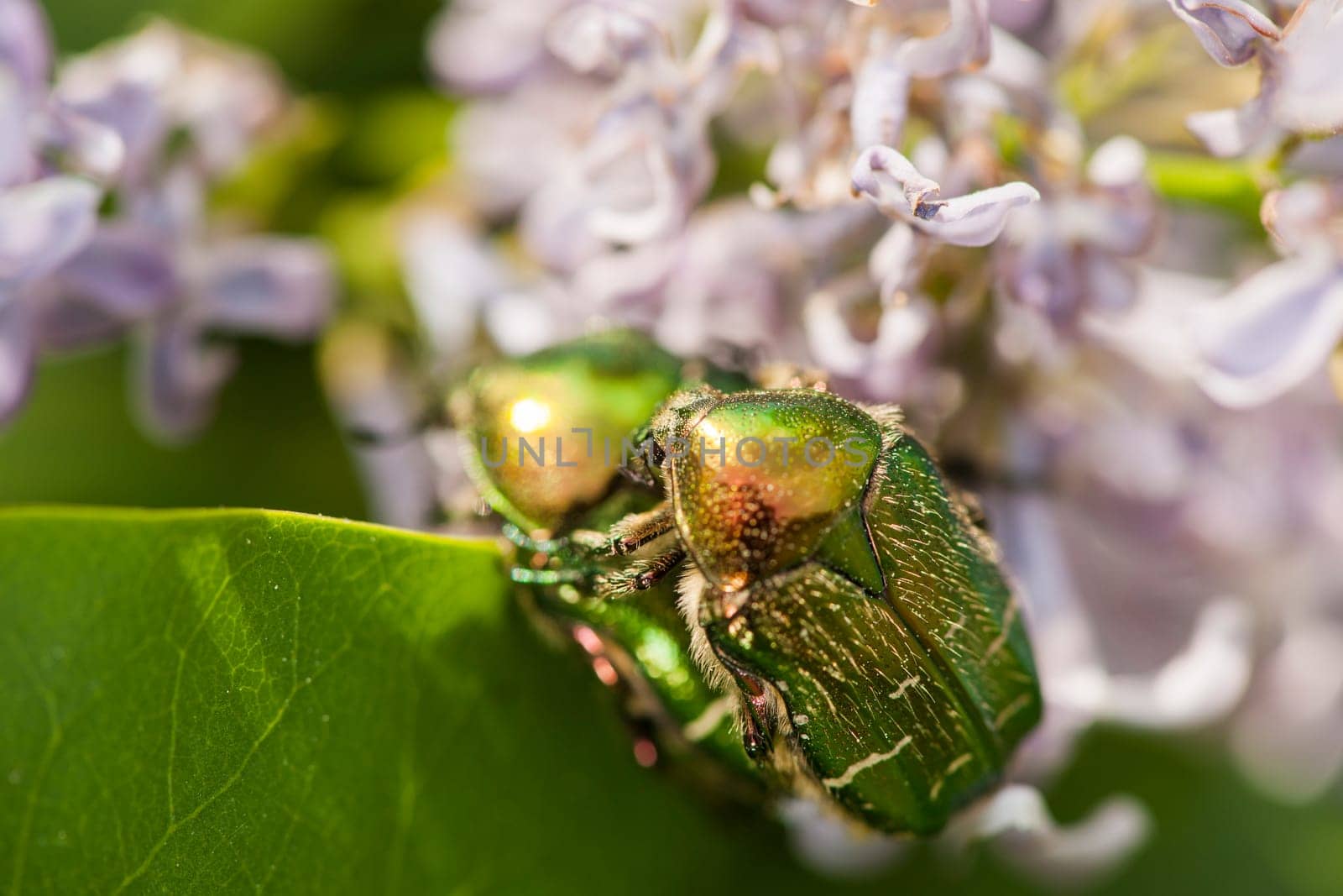Macro view of two parsing rose beetles (Cetonia aurata) on a garden hyacinth (Hyacinthus orientalis) against a blurred background