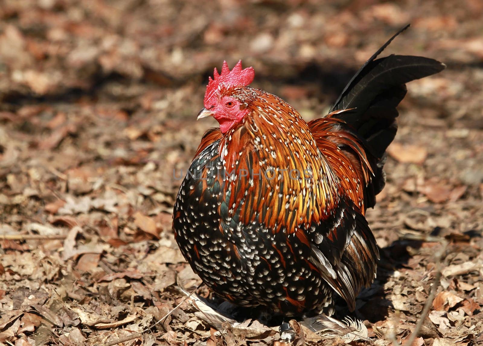 Proud rooster