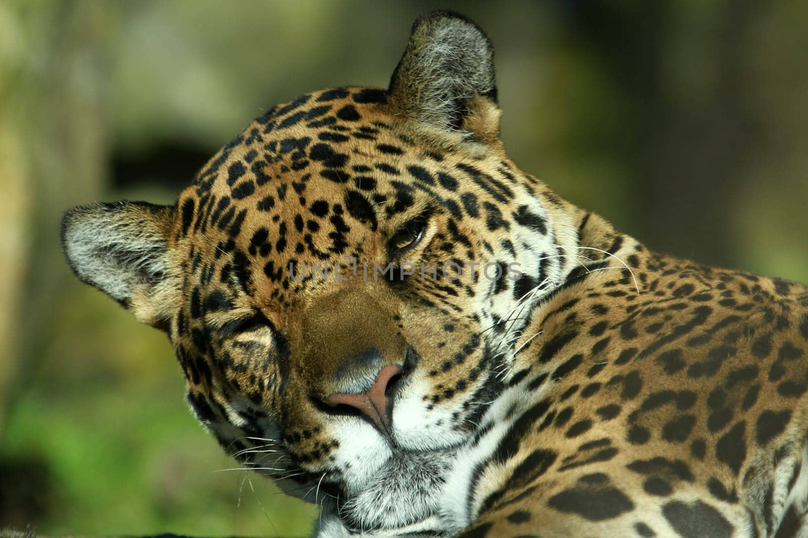 Jaguar