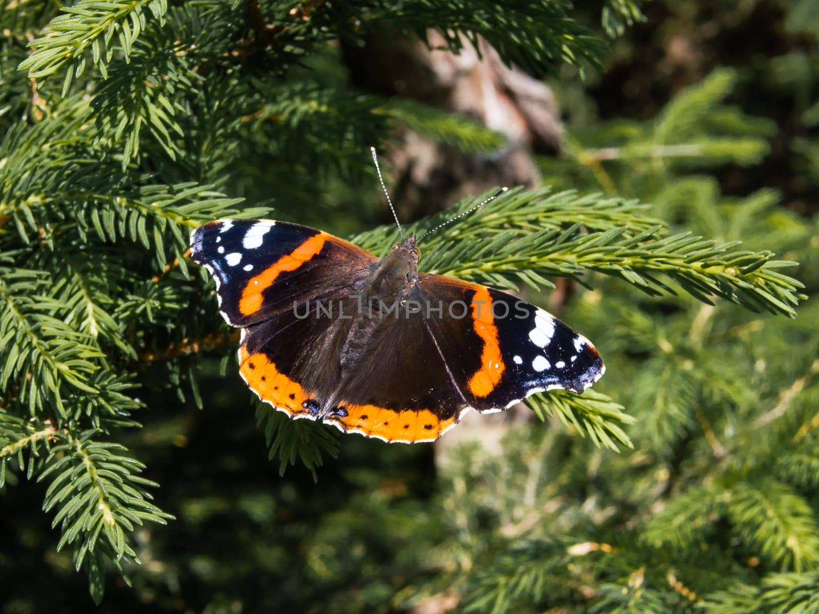 Dark butterfly red admiral, vanessa atalanta, sitting on a branch with green needles