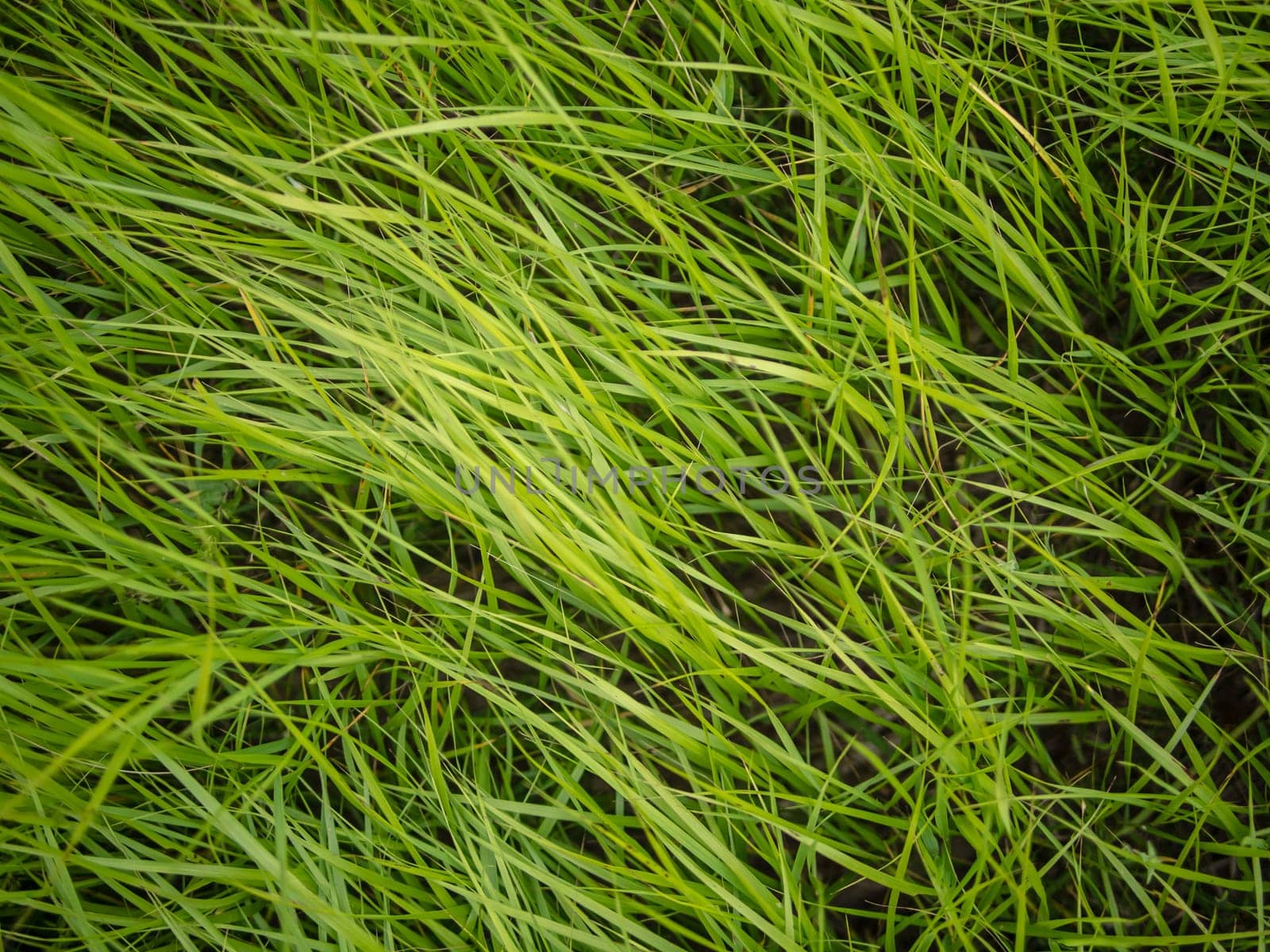 Authentic natural soft green grass blades background
