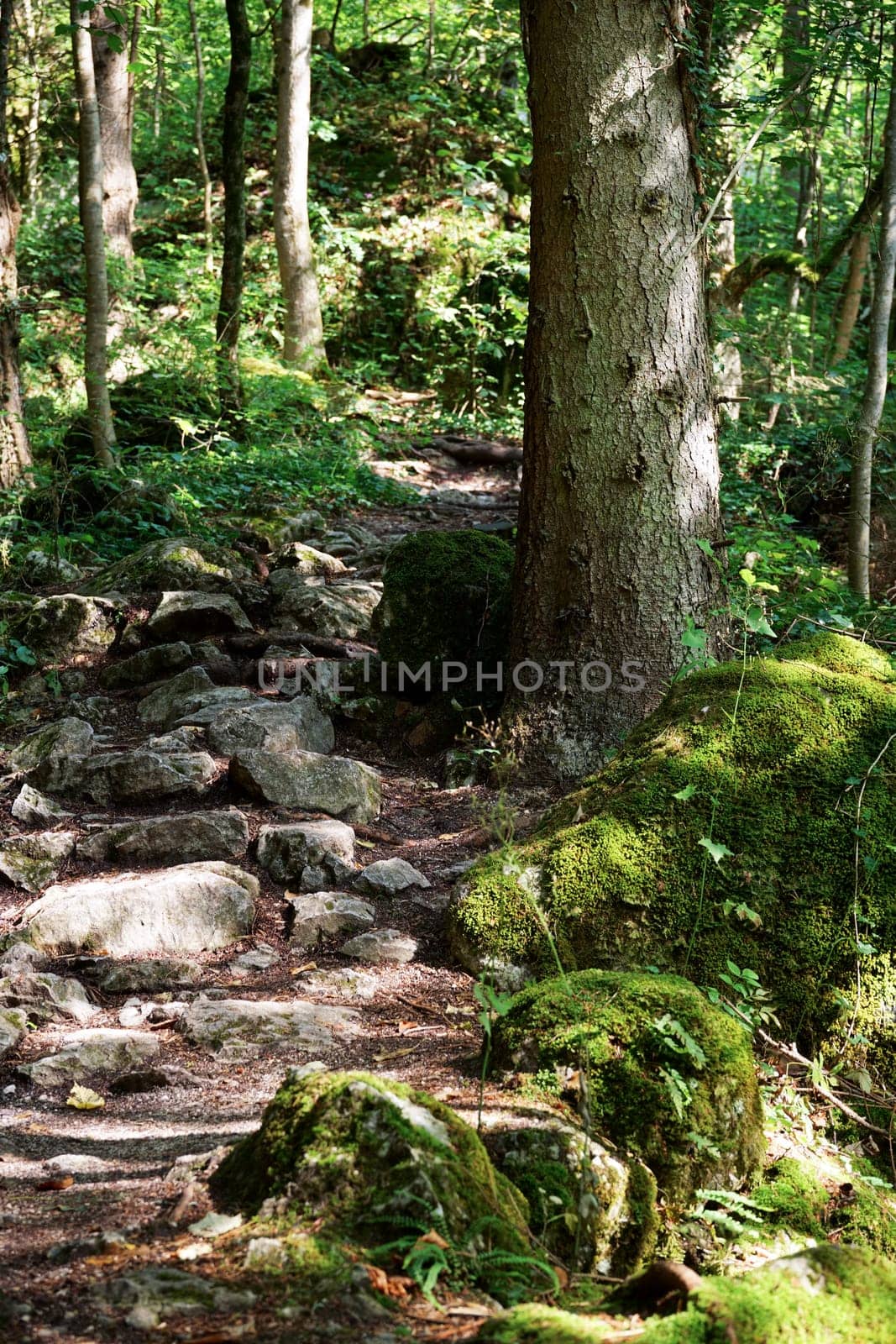 Forest with hiking trail,trees with trampoline path for hiking and excursion