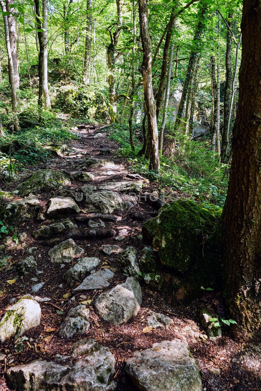 Forest with hiking trail,trees with trampoline path for hiking and excursion
