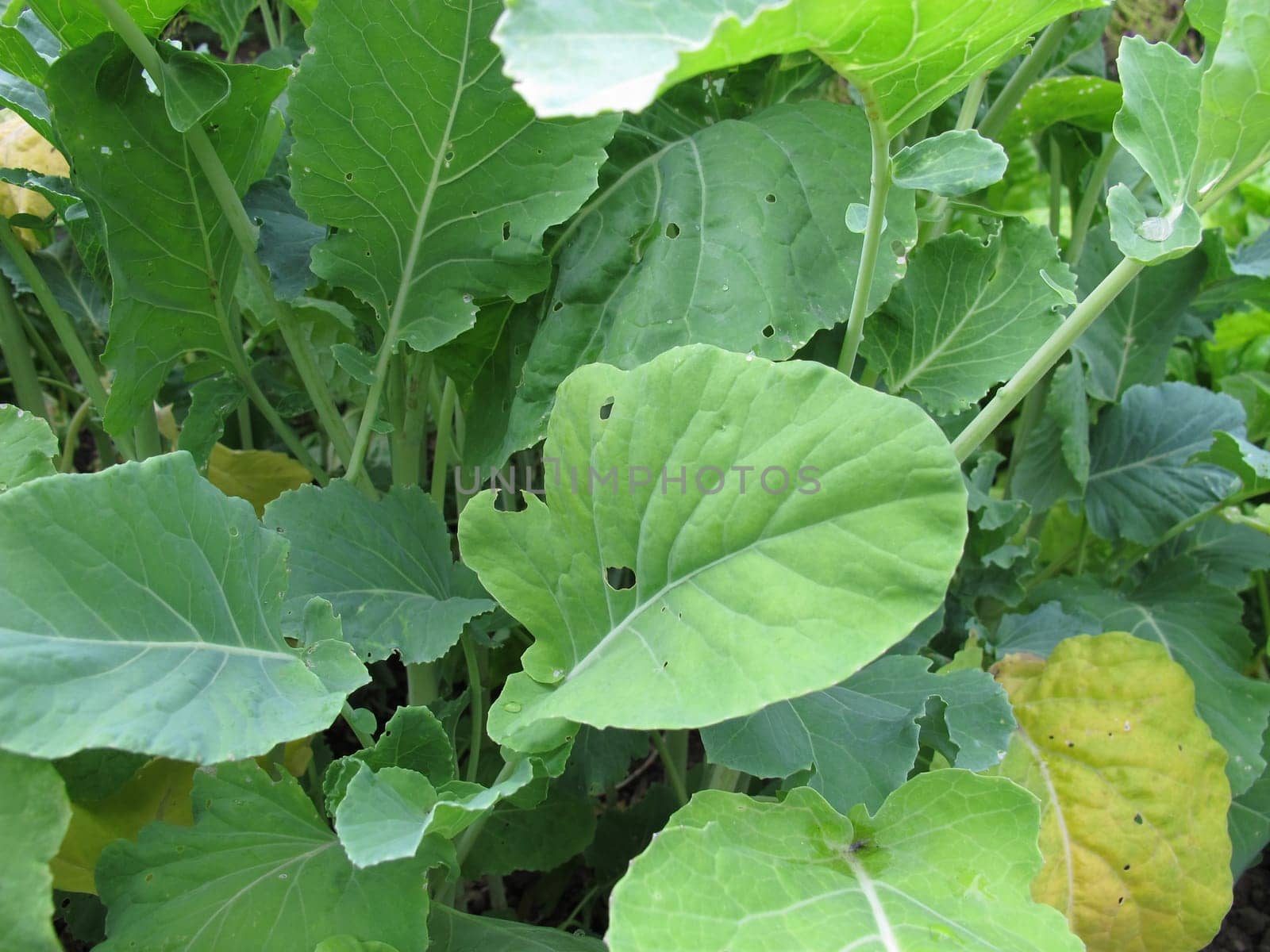 Market cabbage,Brassica oleracea