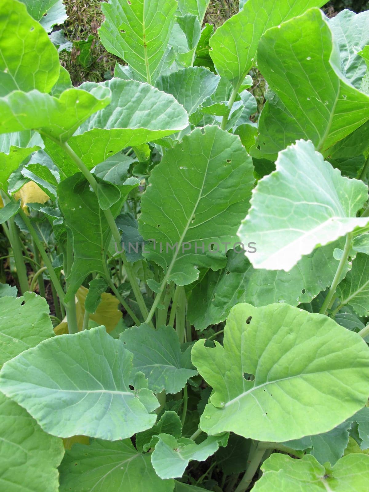 Market cabbage,Brassica oleracea