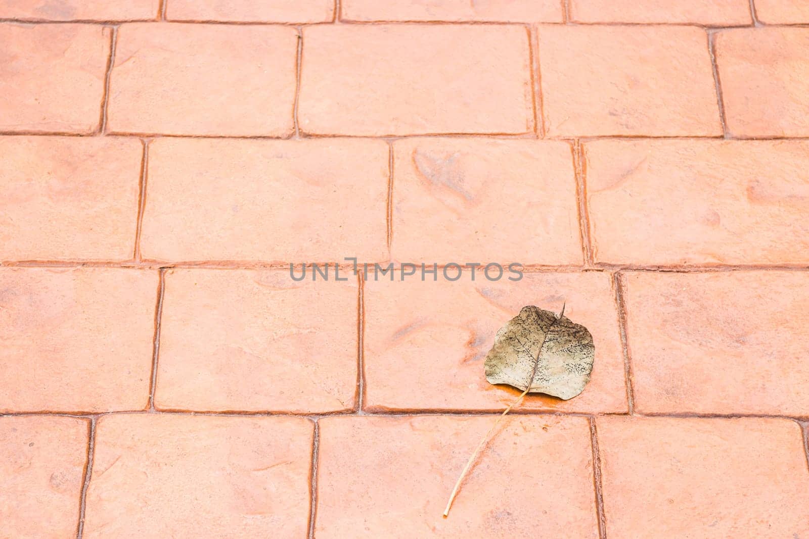 Bodhi or pho leaf dry on brick floor, stock photo
