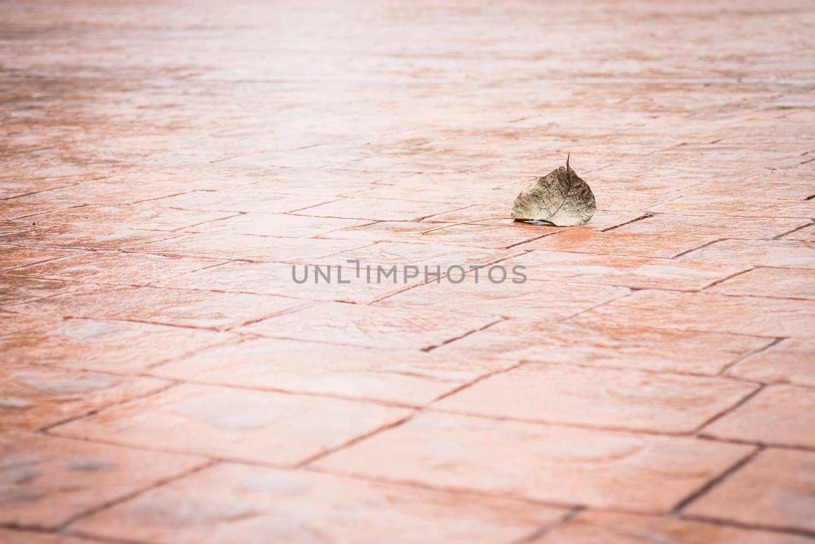 Bodhi or pho leaf dry on brick floor, stock photo