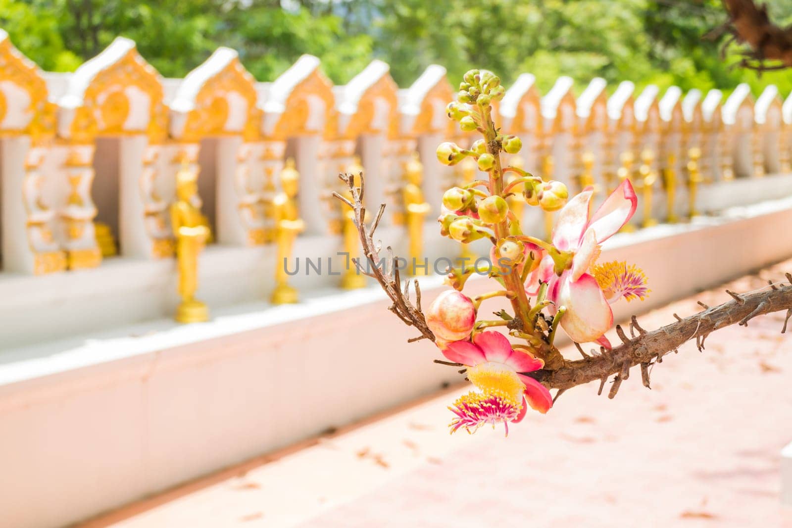 Beautiful sala or cannon ball tree, stock photo