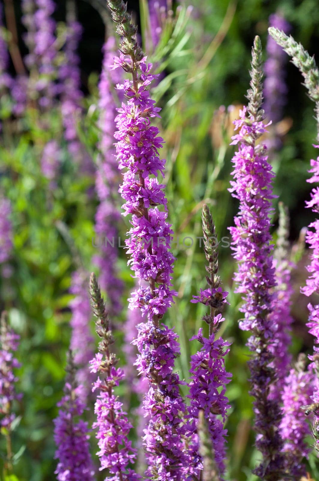 Blutweiderich  Lythrum  salicaria