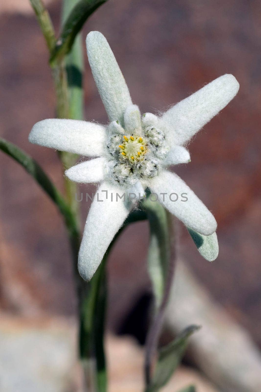 Edelweiss  Leontopodium  nivale