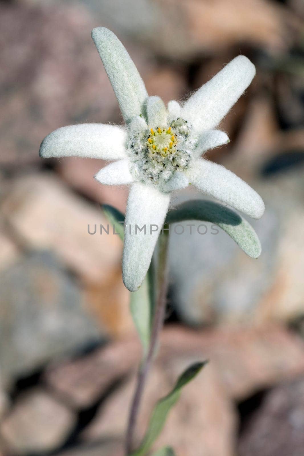 Edelweiss  Leontopodium  nivale