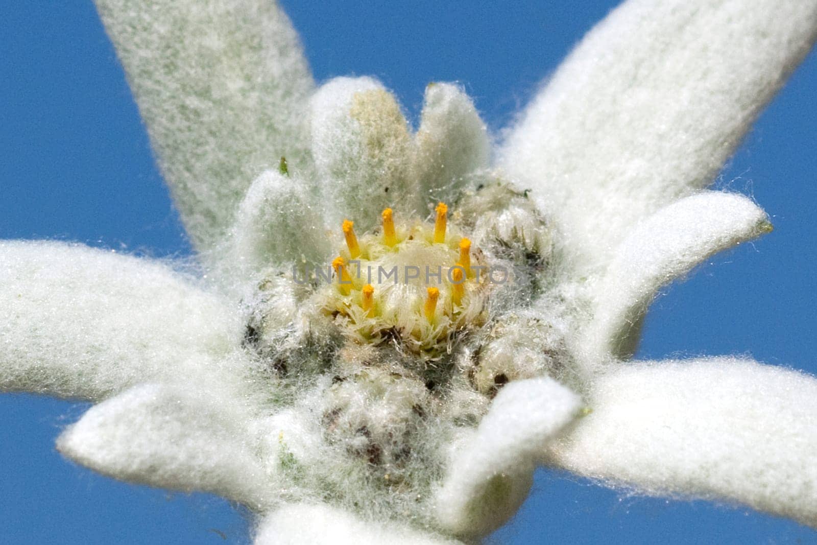 Edelweiss  Leontopodium  nivale