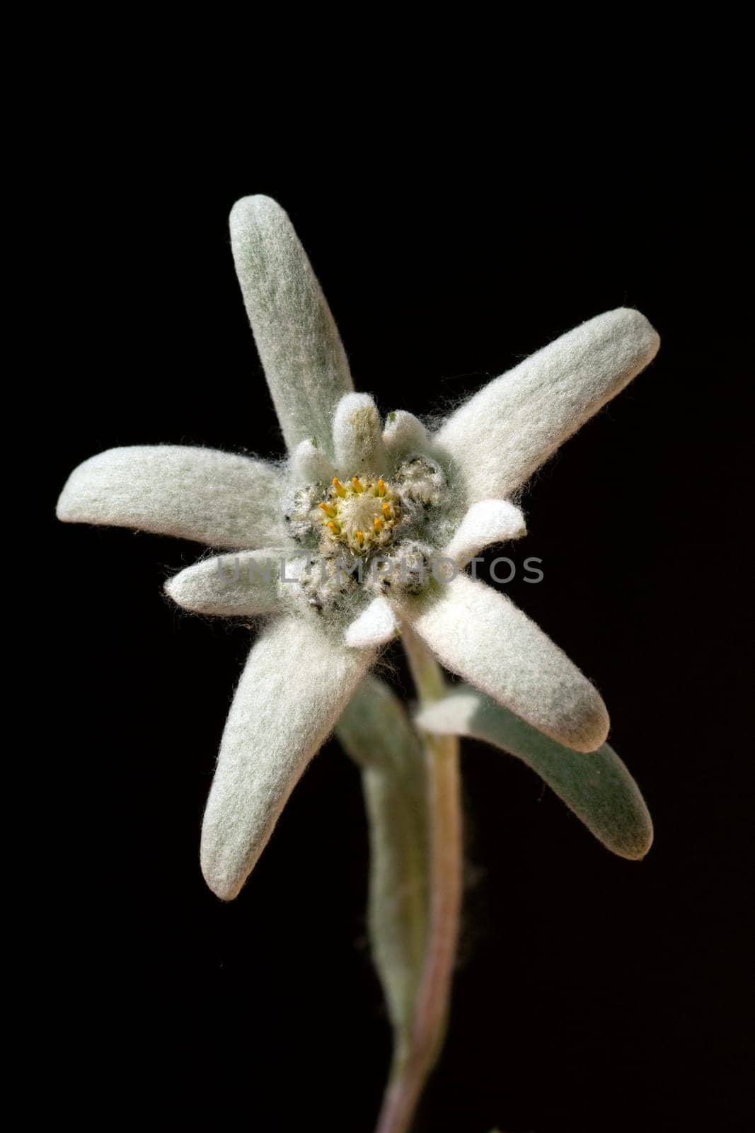 Edelweiss  Leontopodium  nivale