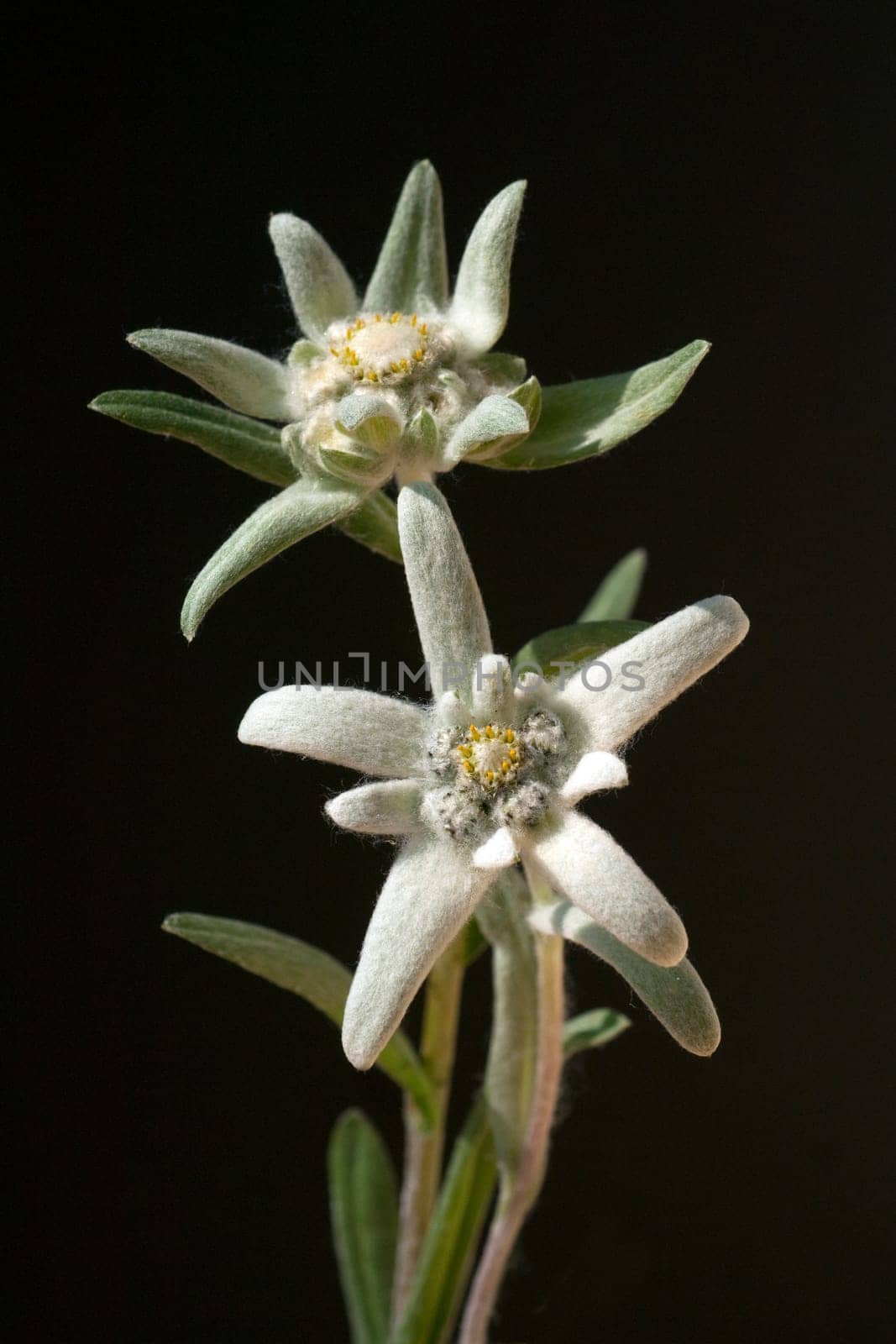 Edelweiss  Leontopodium  nivale