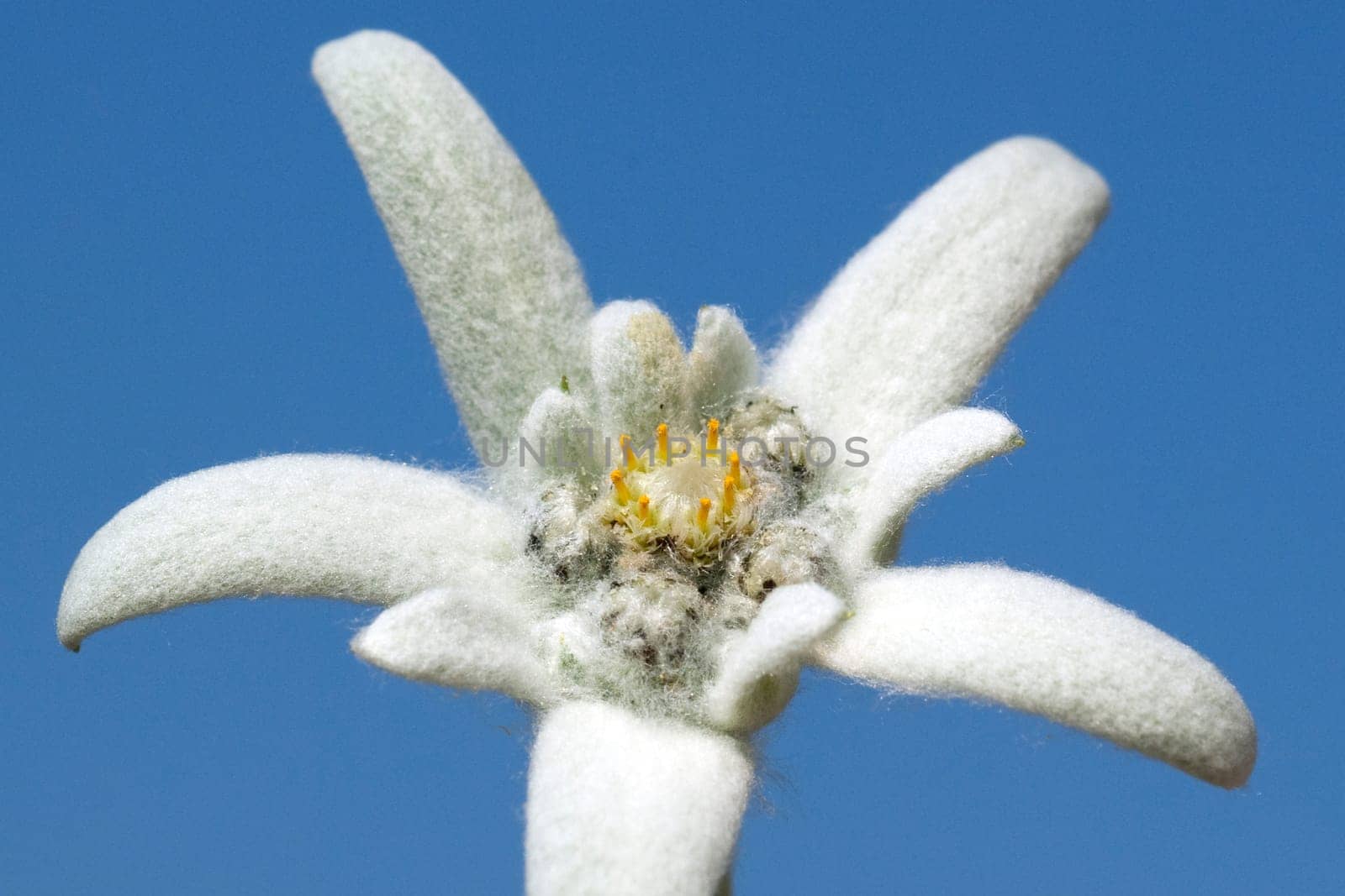 Edelweiss  Leontopodium  nivale