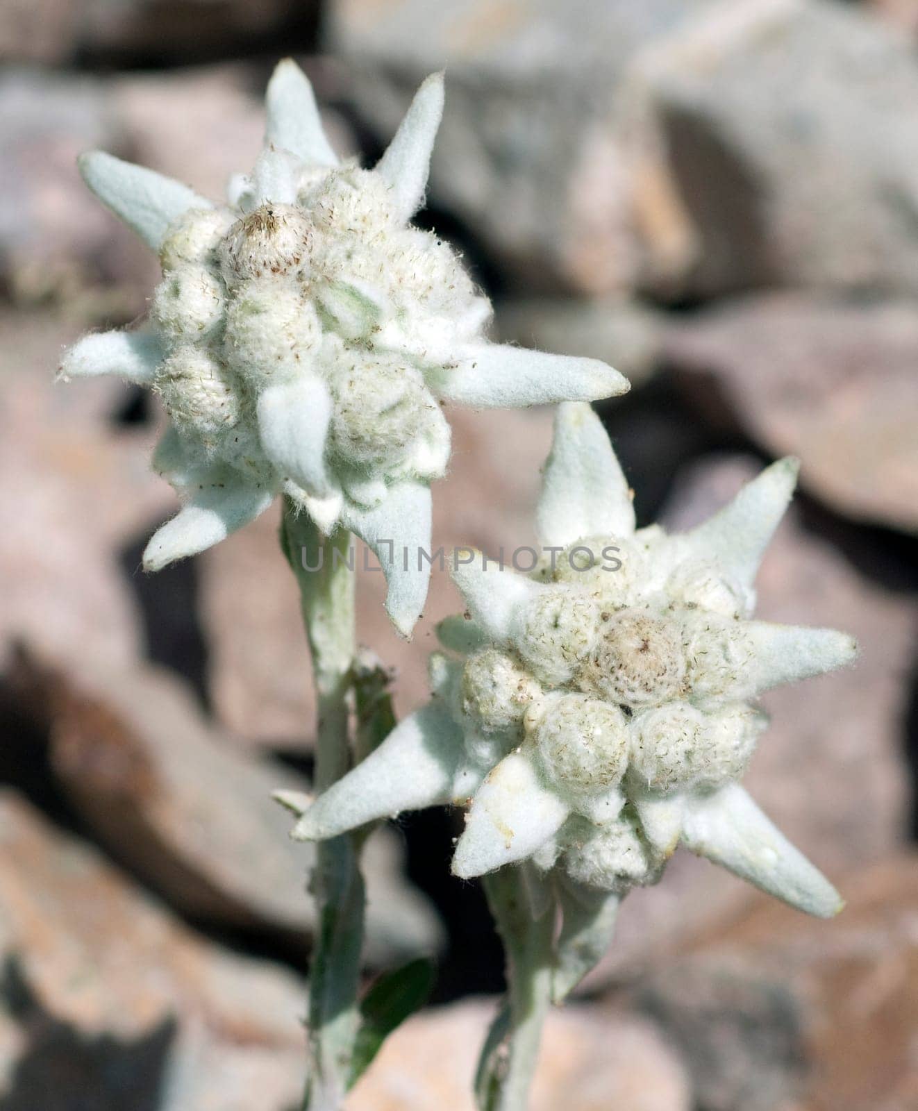 Edelweiss  Leontopodium  nivale