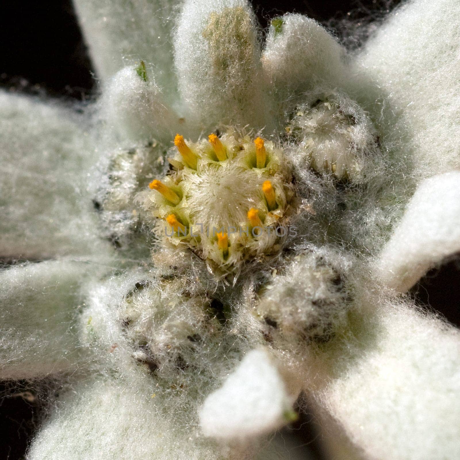 Edelweiss  Leontopodium  nivale