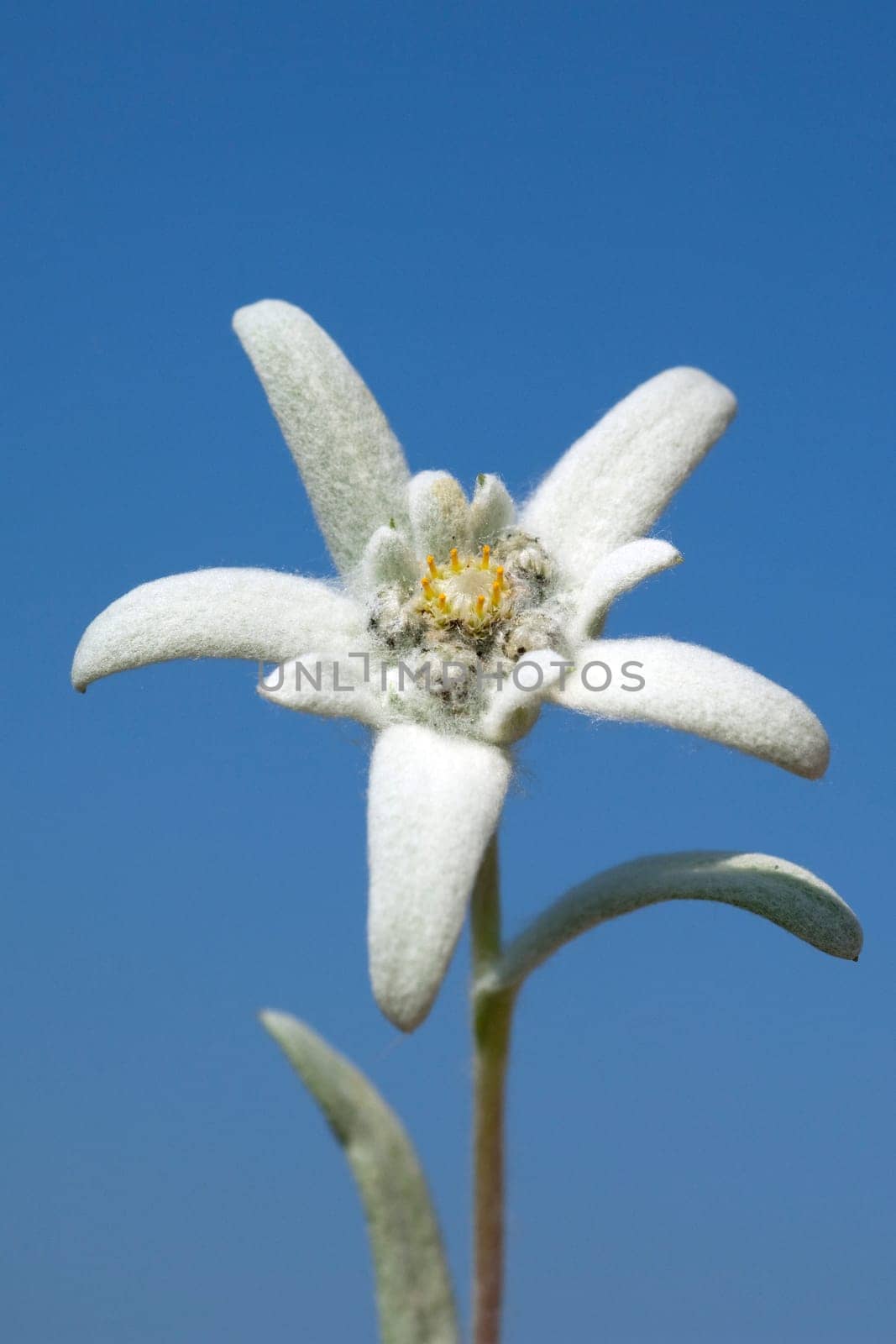 Edelweiss  Leontopodium  nivale