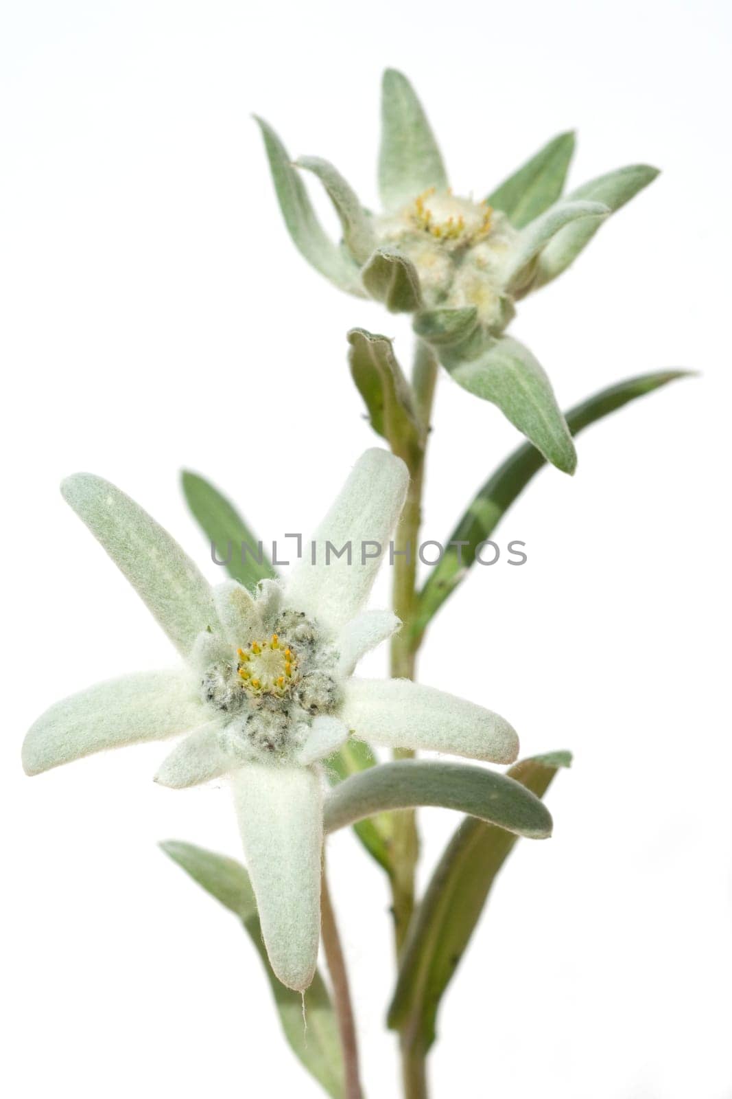 Edelweiss  Leontopodium  nivale
