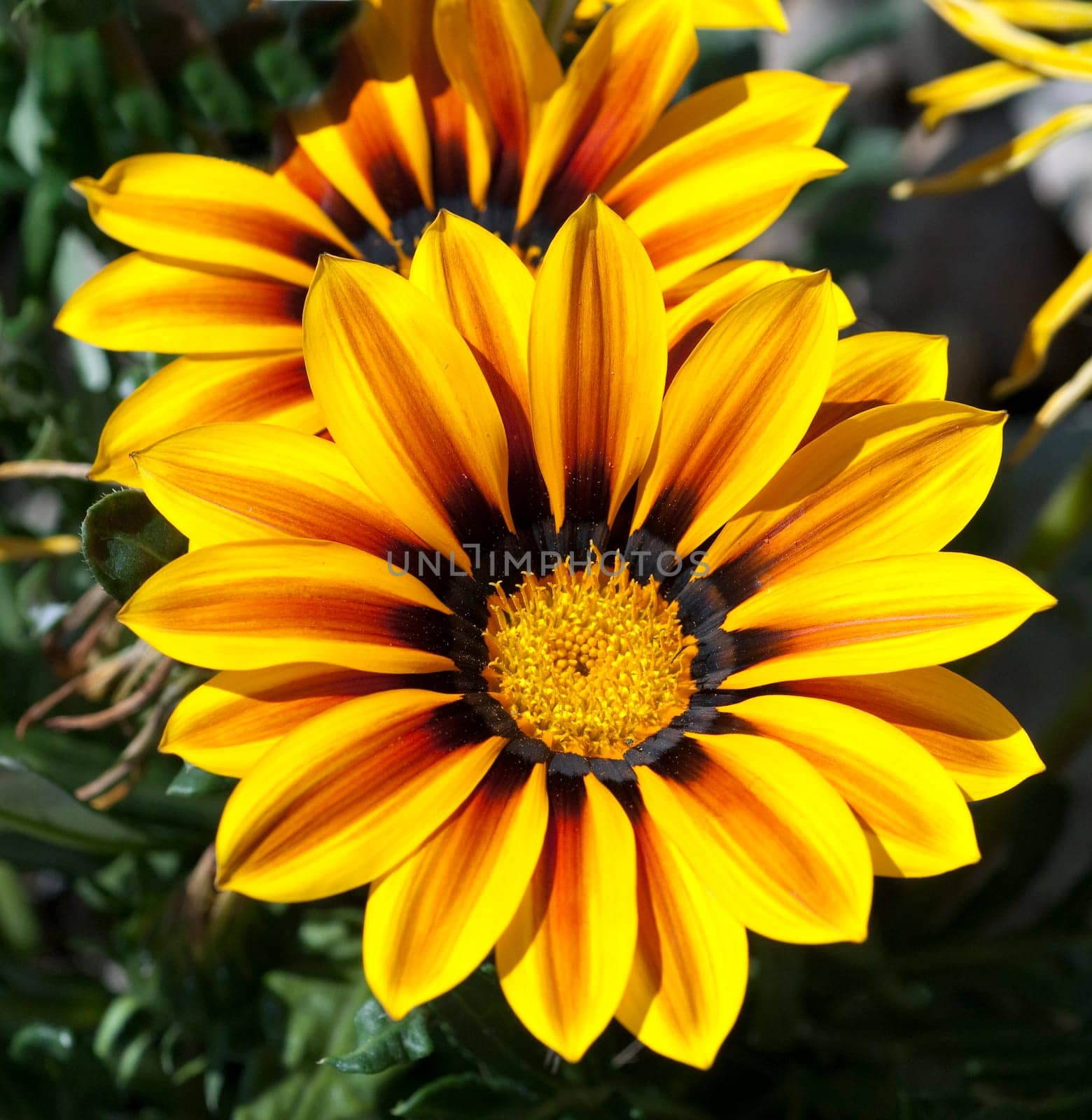 Gazania,Gazania Hybride  Splendens