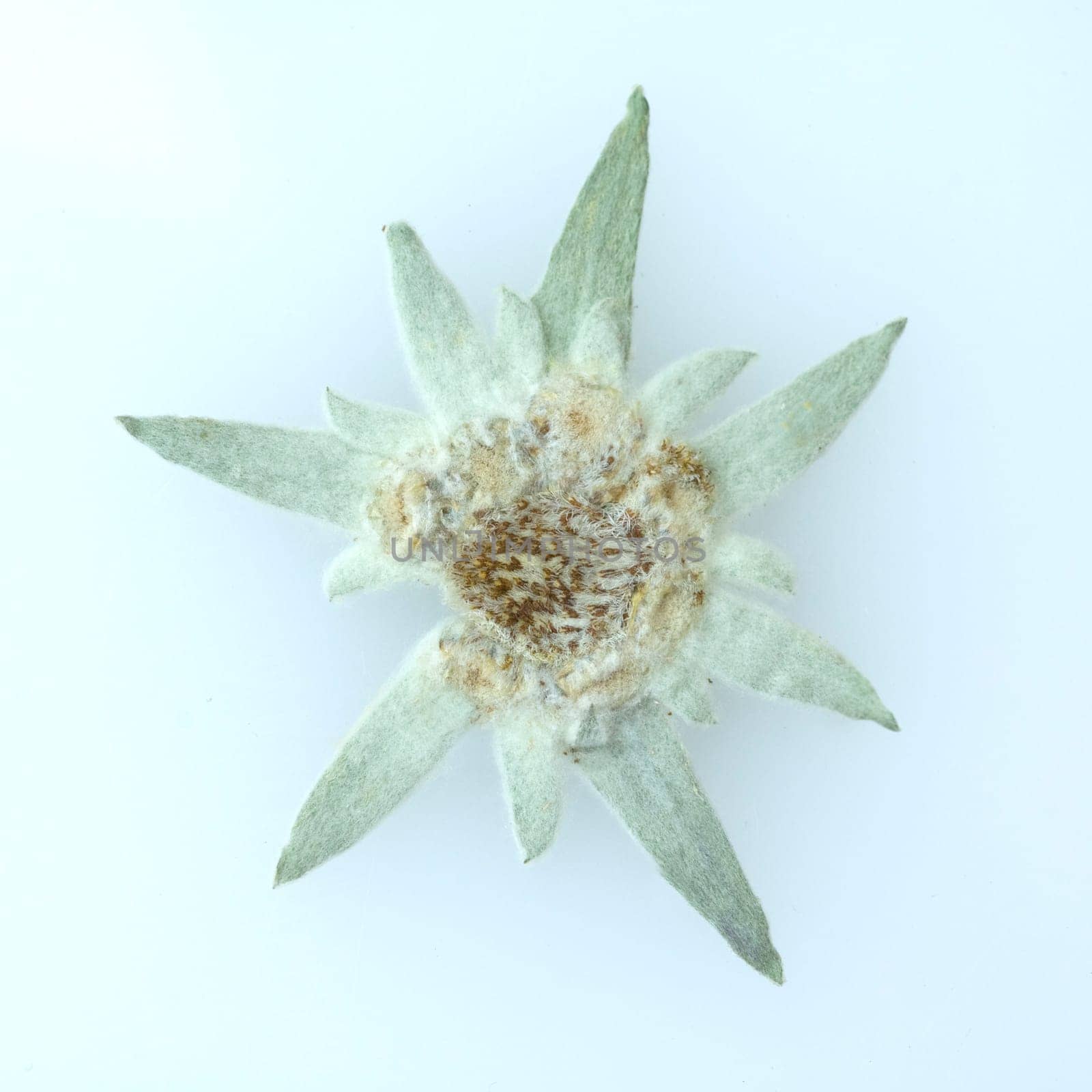 Edelweiss  Leontopodium  nivale