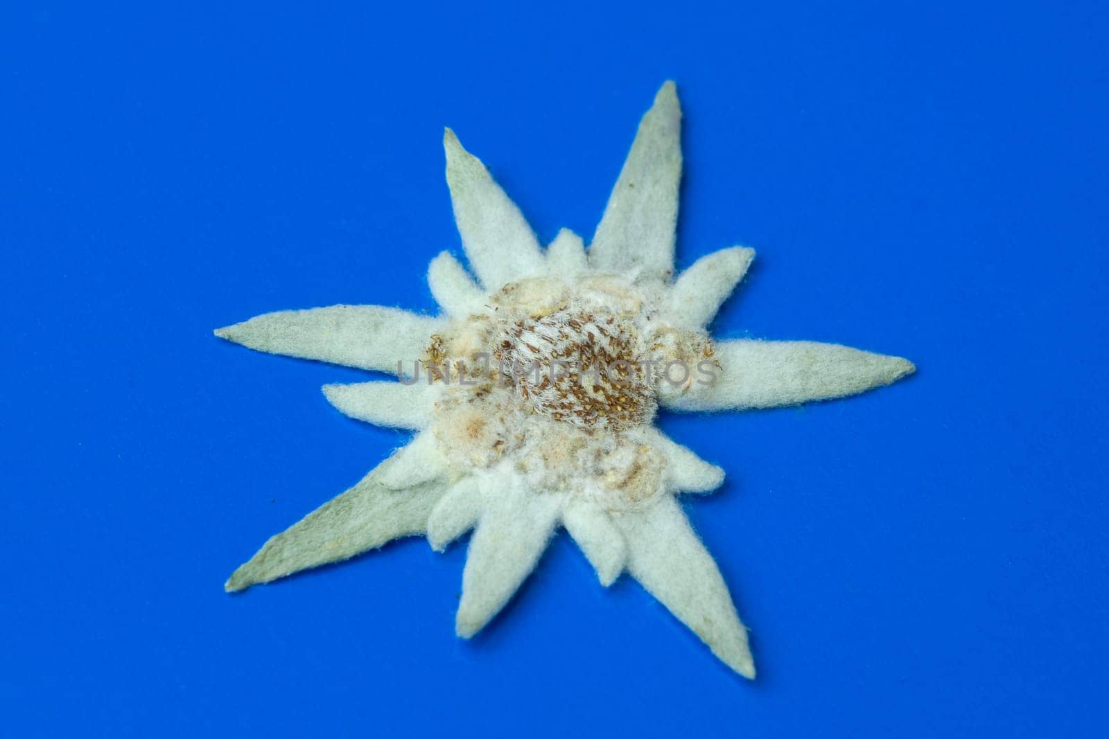 Edelweiss  Leontopodium  nivale