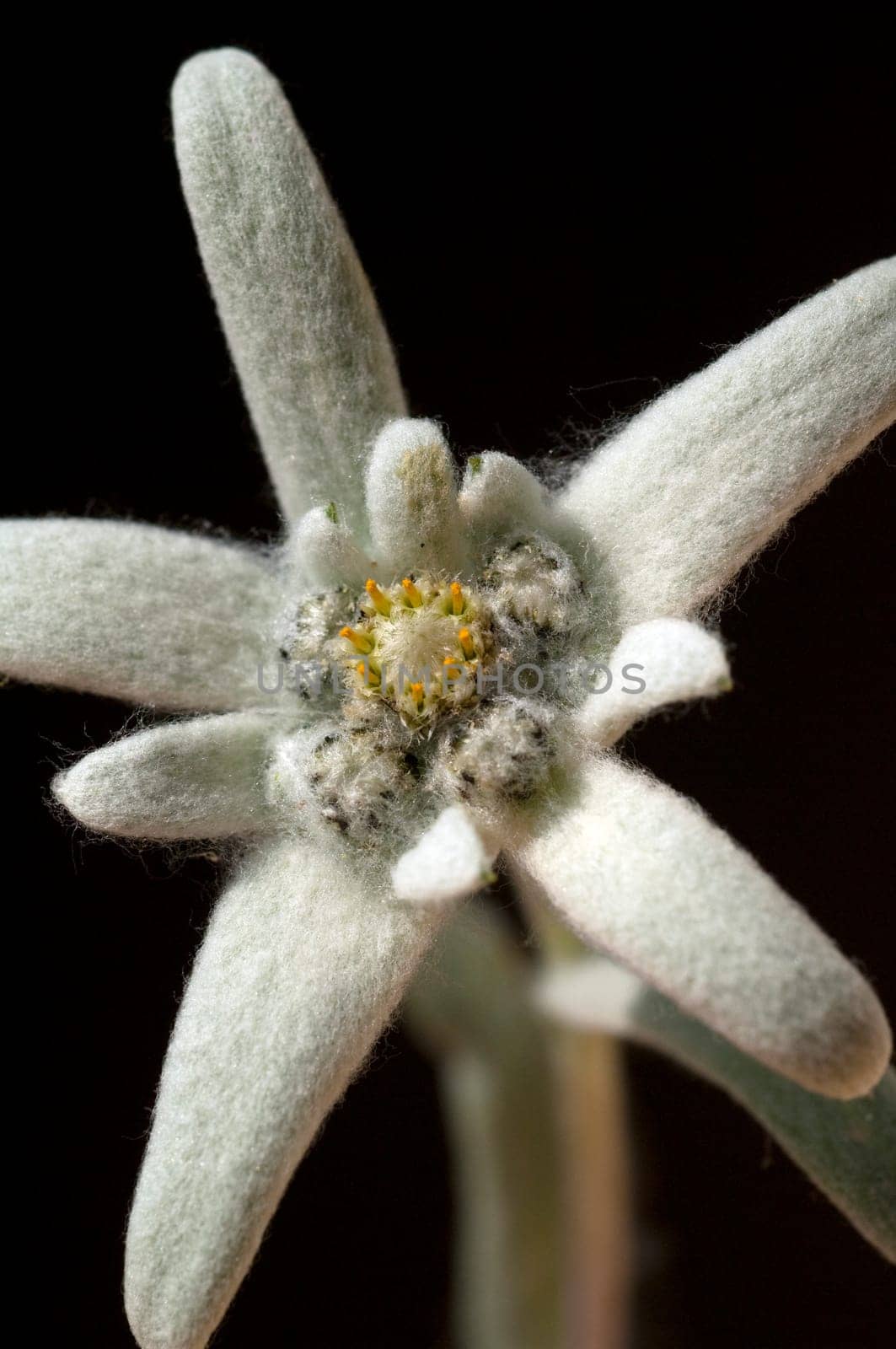 Edelweiss  Leontopodium  nivale