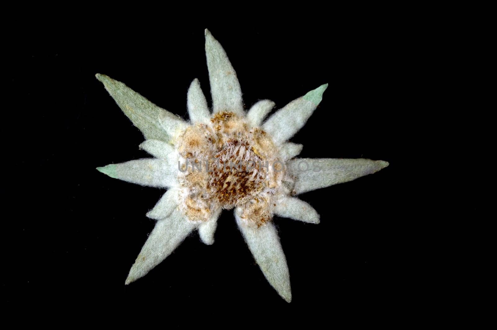 Edelweiss  Leontopodium  nivale