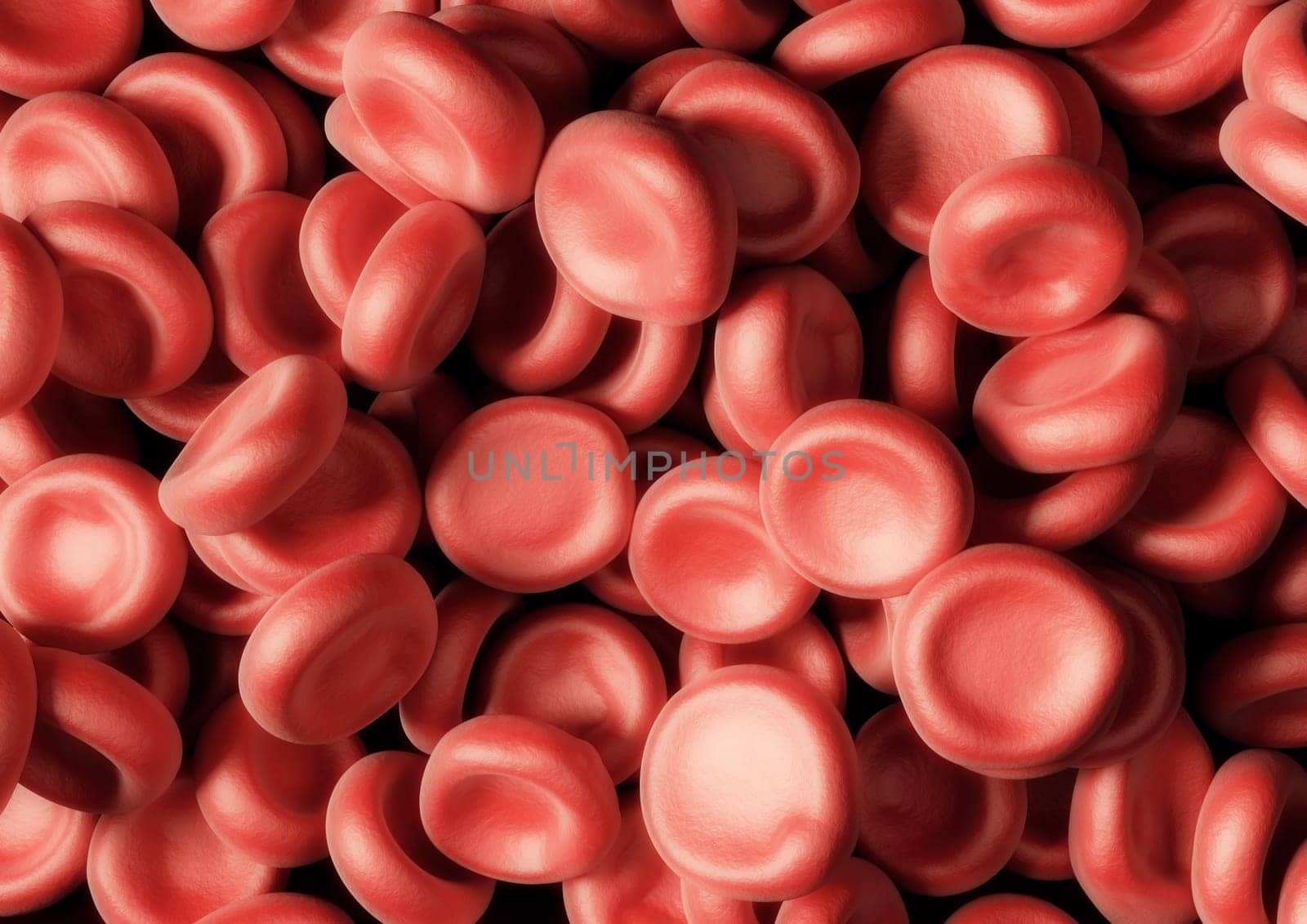 Red blood cells under the microscope