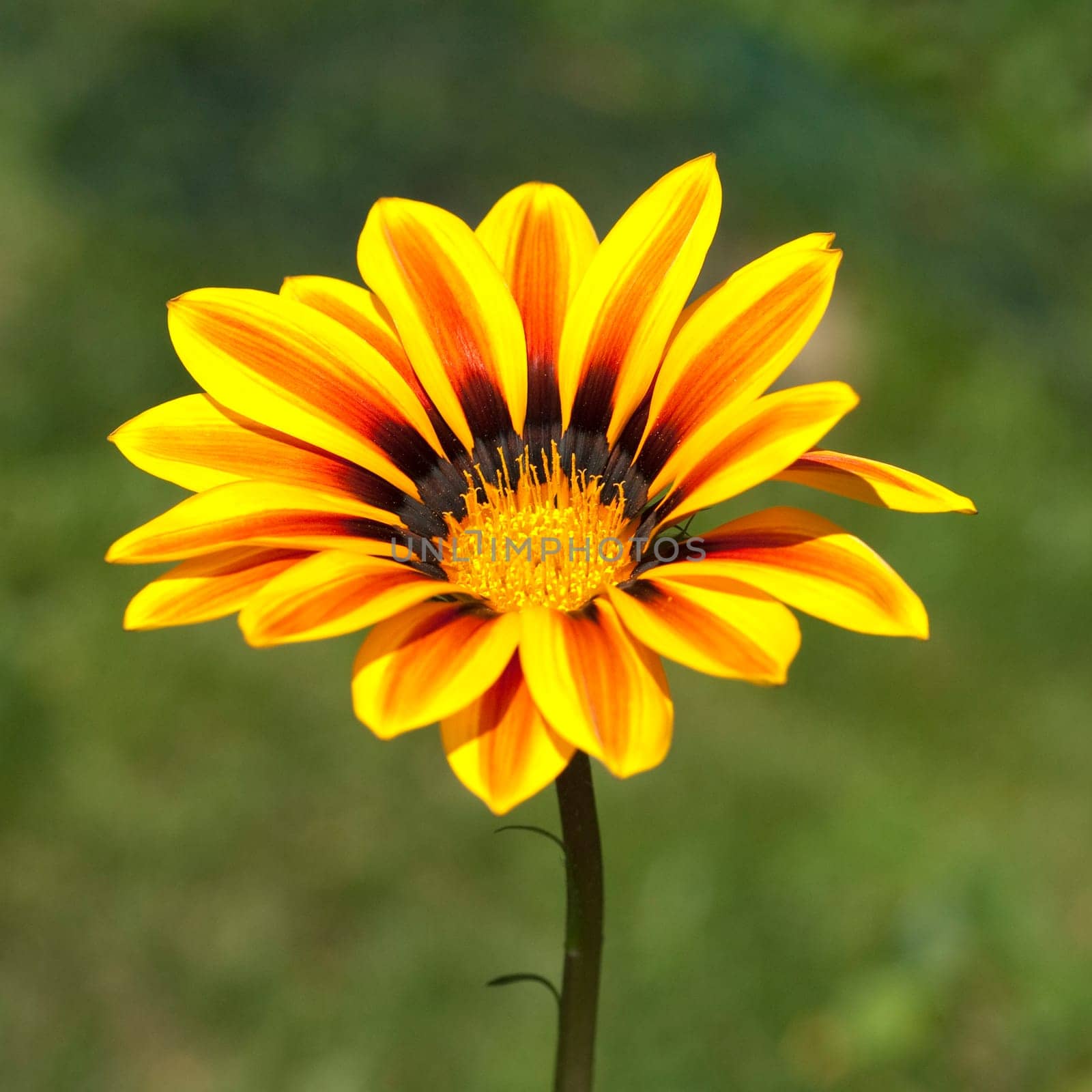 Gazania,Gazania Hybride  Splendens