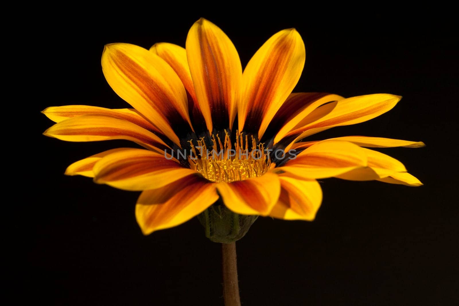 Gazania, Gazania Hybride  Splendens