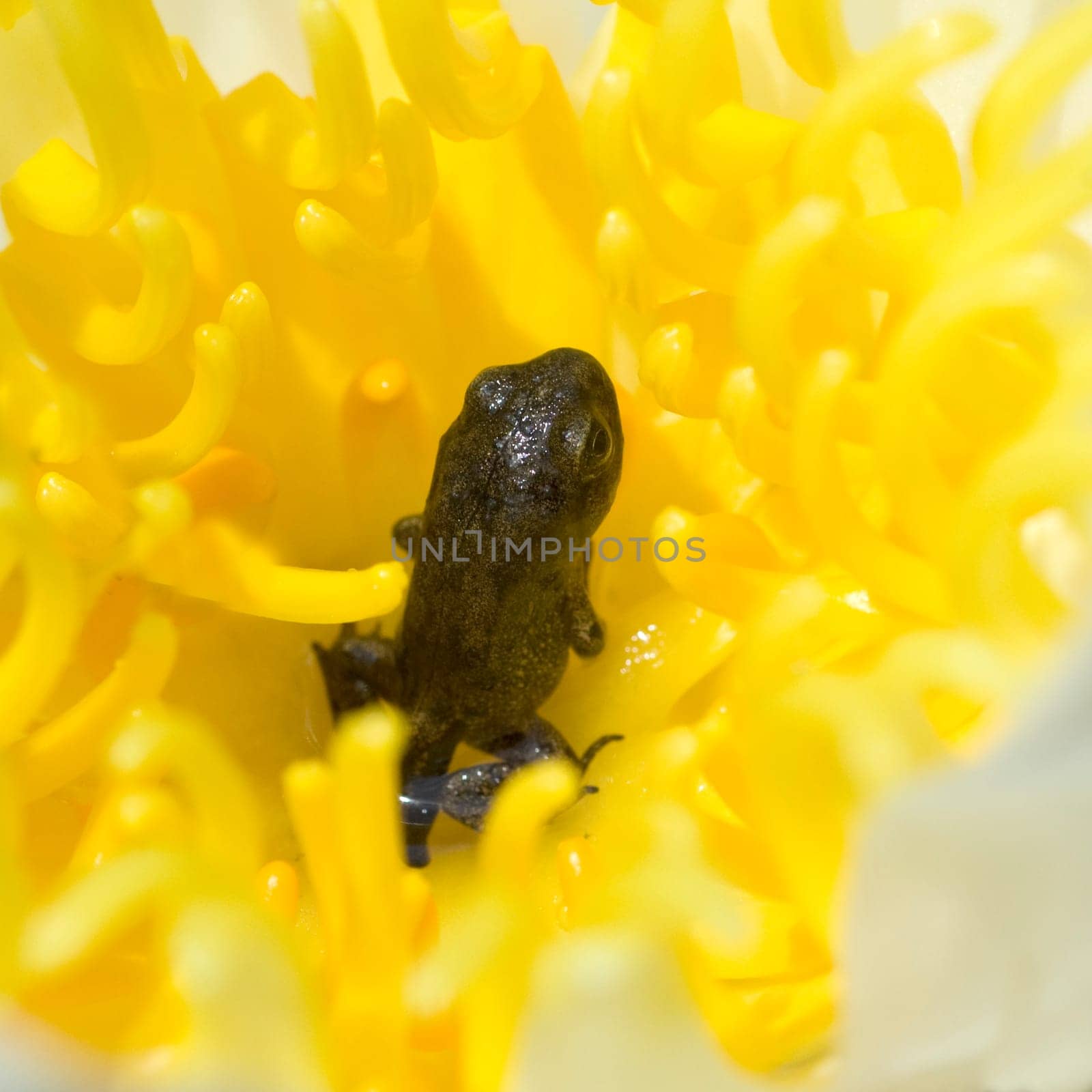 Jungfrosch, seerosen, Junge, Kroete