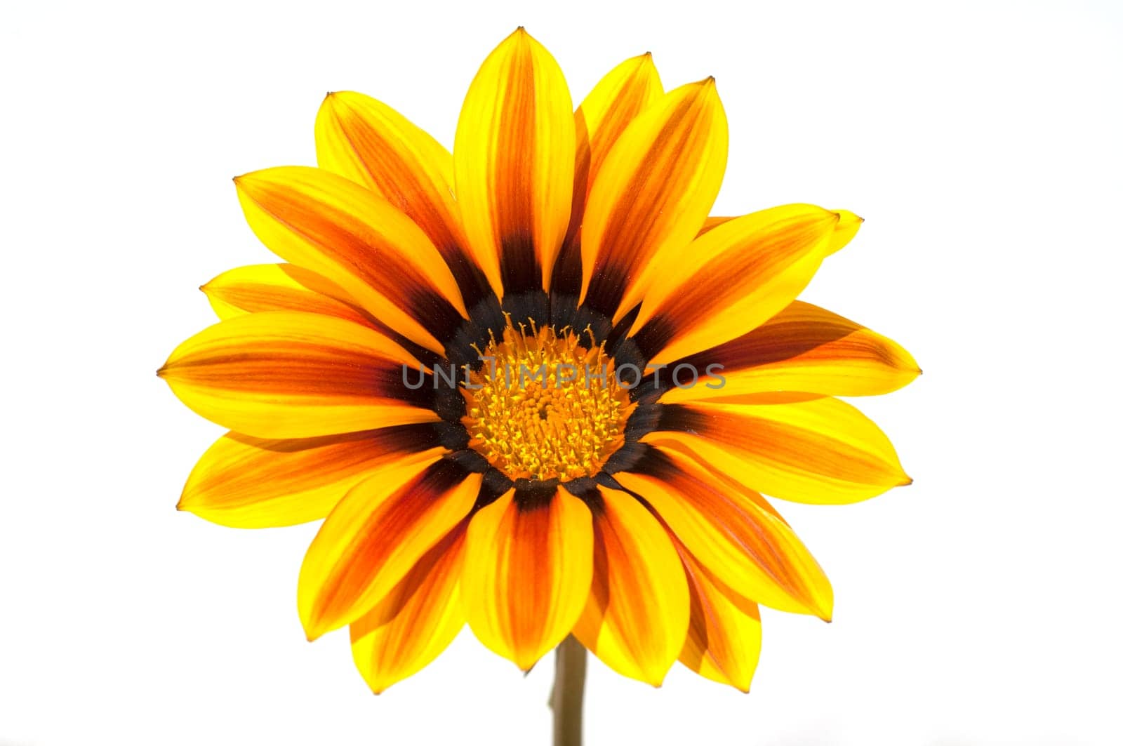 Gazania, Gazania Hybride  Splendens