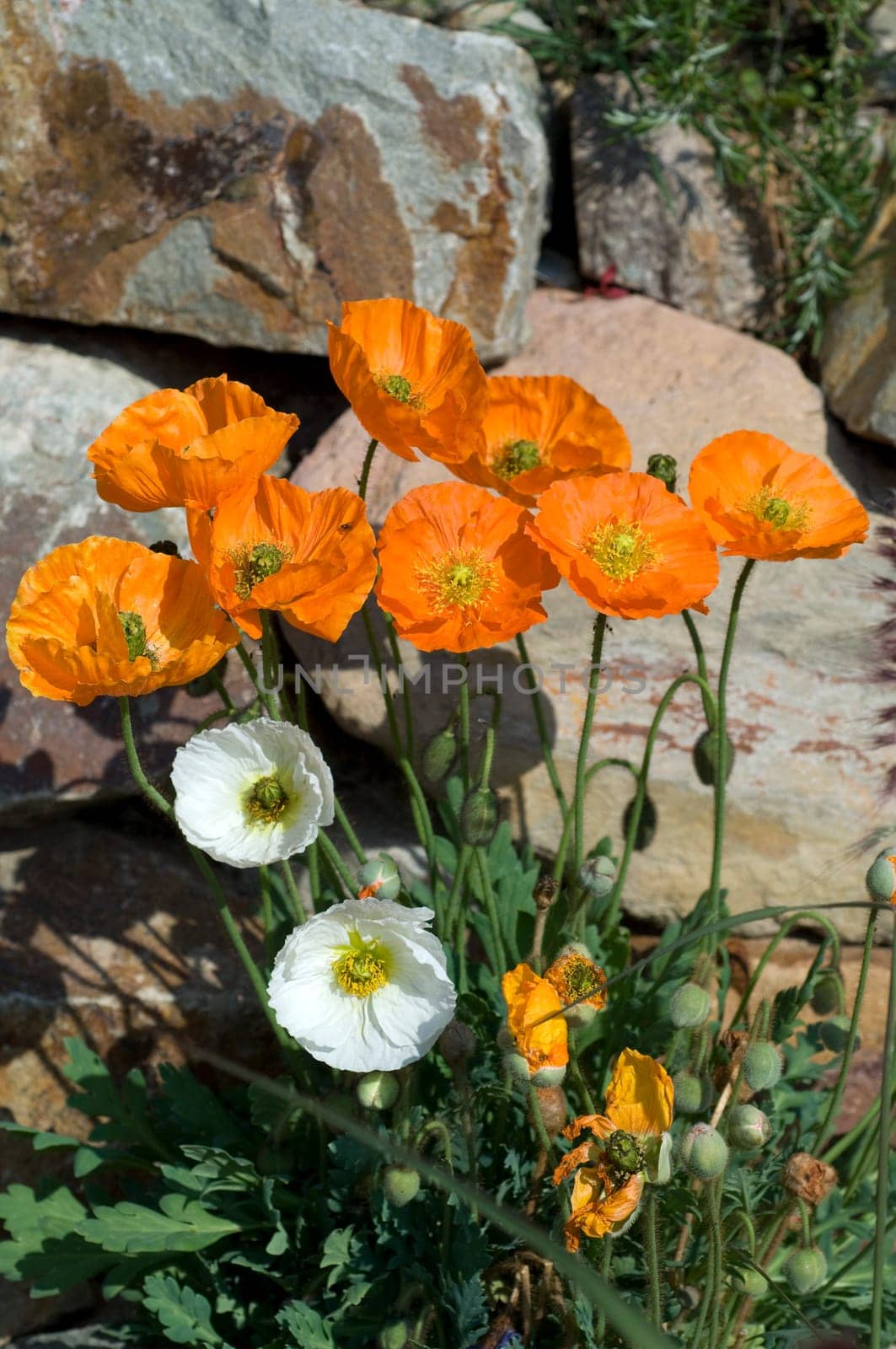 Islaendischer  Mohn  Papaver  nudicaule