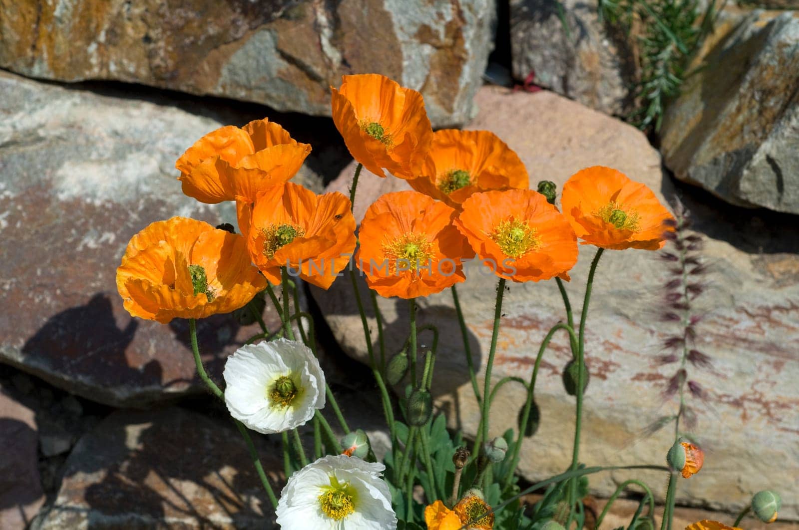 Islaendischer  Mohn  Papaver  nudicaule