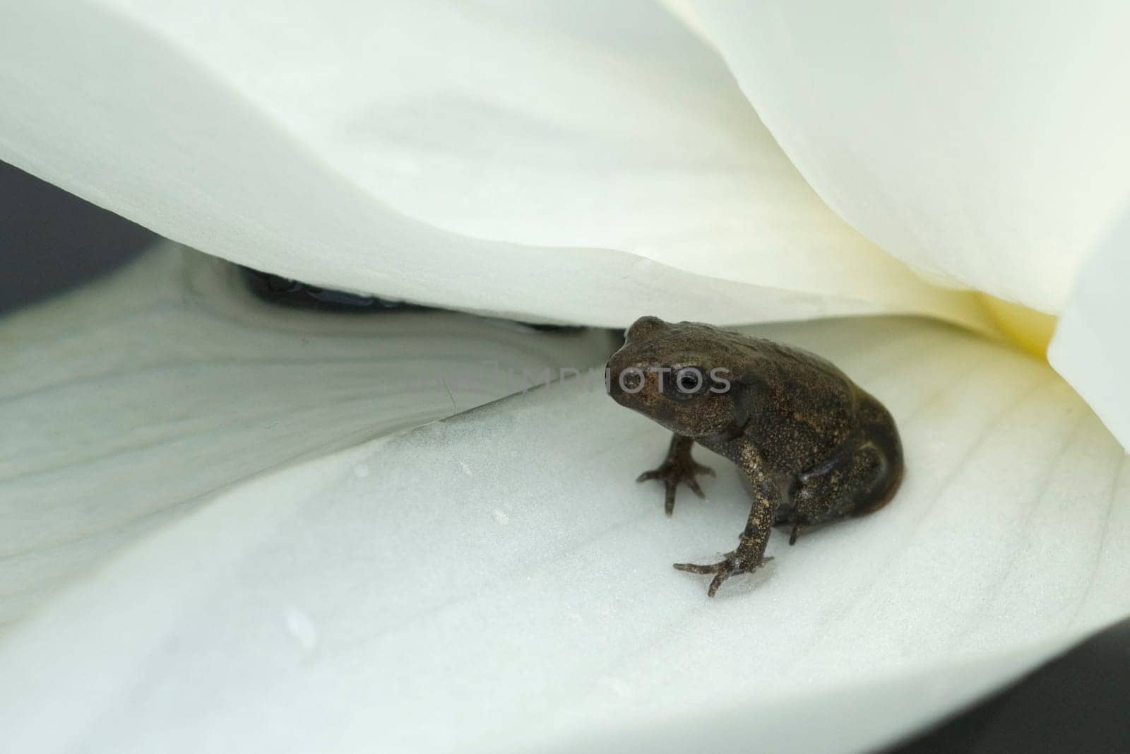 Jungfrosch, seerosen, Junge, Kroete