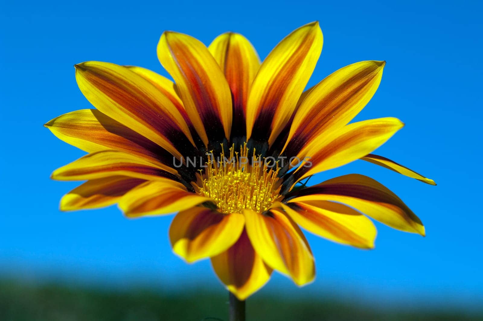 Gazania,Gazania Hybride  Splendens