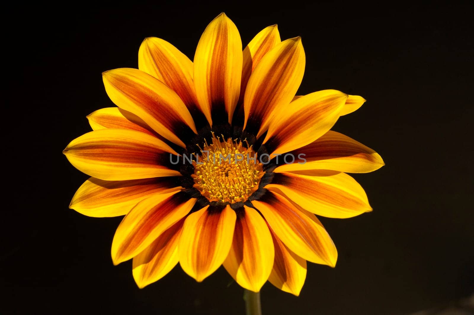 Gazania, Gazania Hybride  Splendens