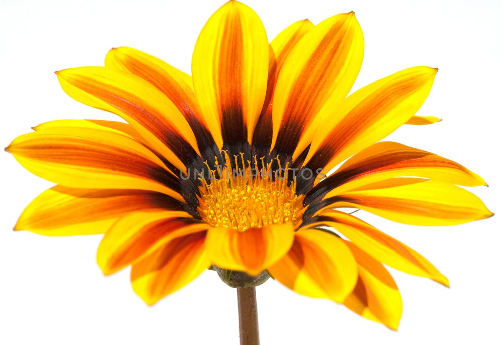 Gazania, Gazania Hybride  Splendens