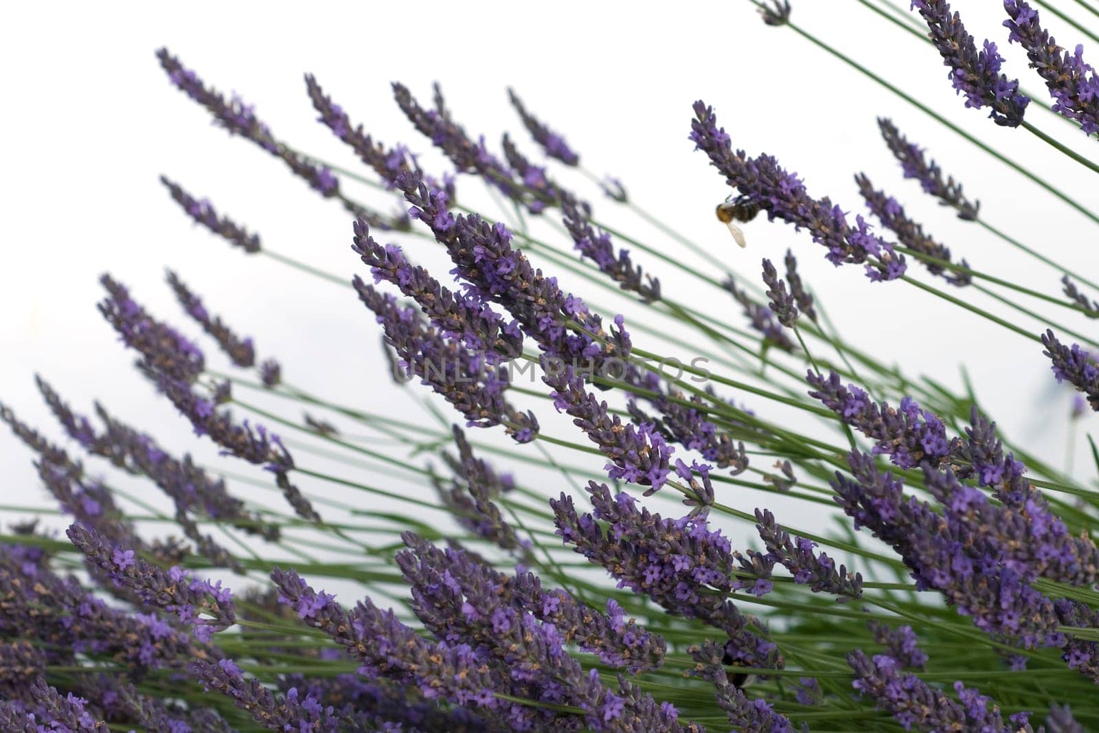 Lavendel  Lavendula  angustifolia