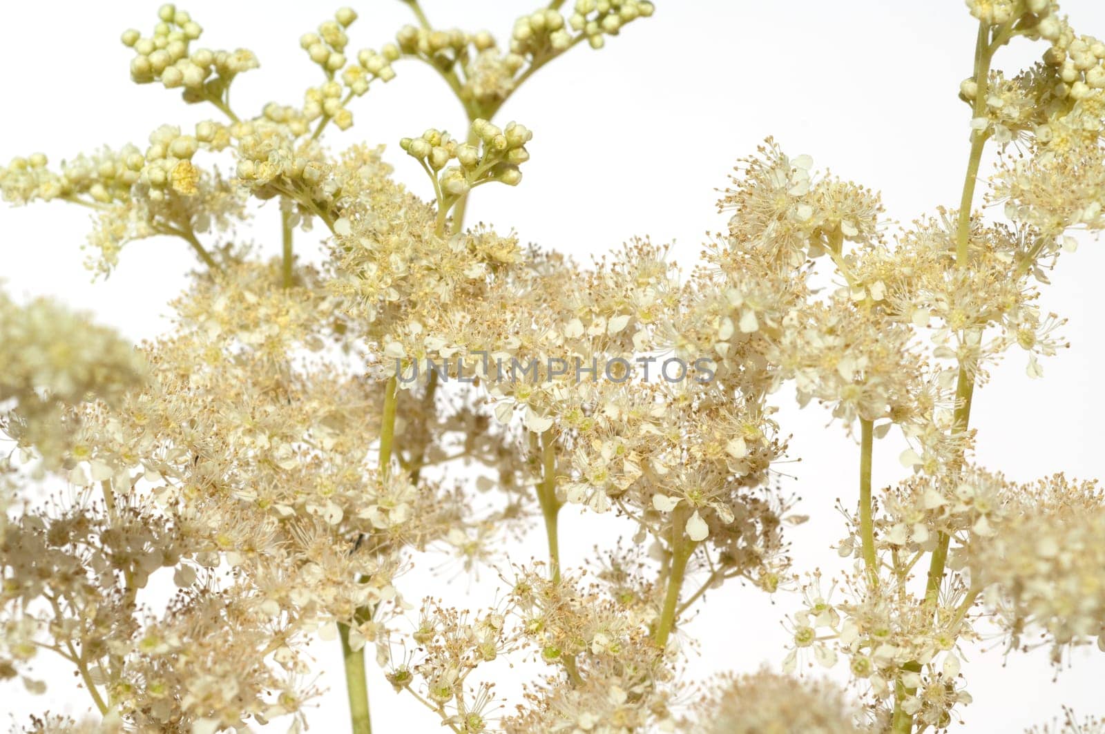 Maedesuess, Filipendula, ulmaria