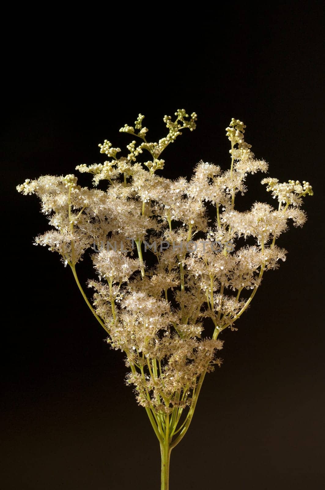 Maedesuess, Filipendula, ulmaria